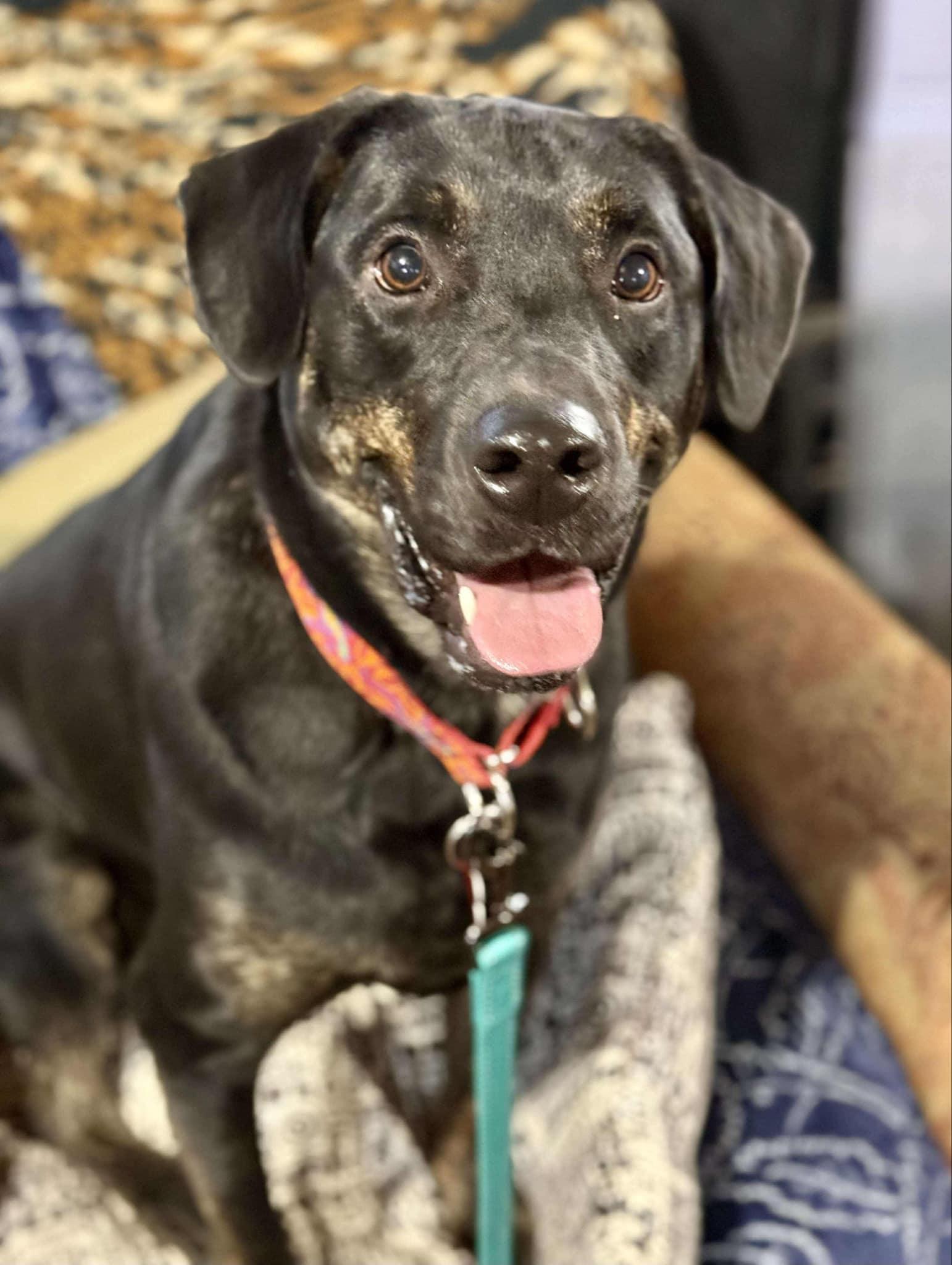 Enlarge Sonic, a Adopted mixed breed in Livonia, MI image 2/3