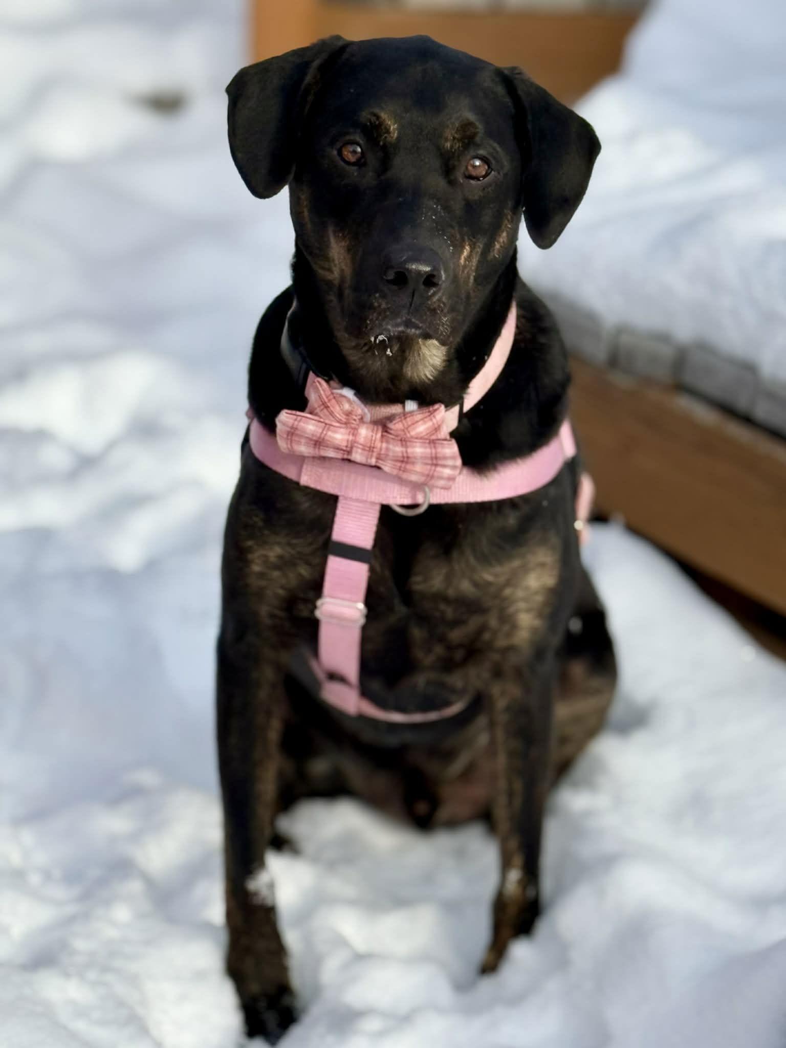 Enlarge Sonic, a Adopted mixed breed in Livonia, MI image 3/3