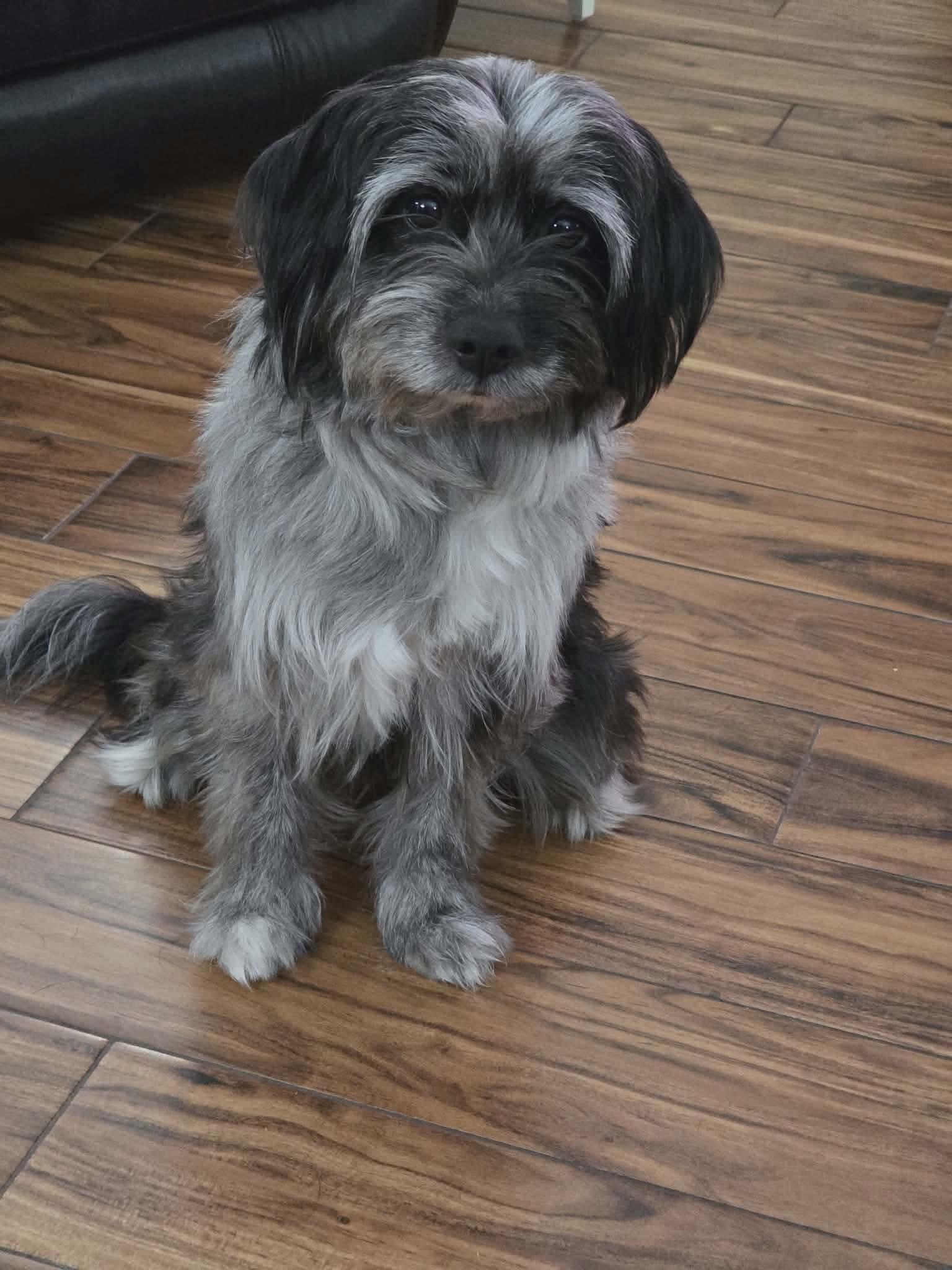 Gizmo, an adopted mixed breed in Pensacola, FL image 3/3