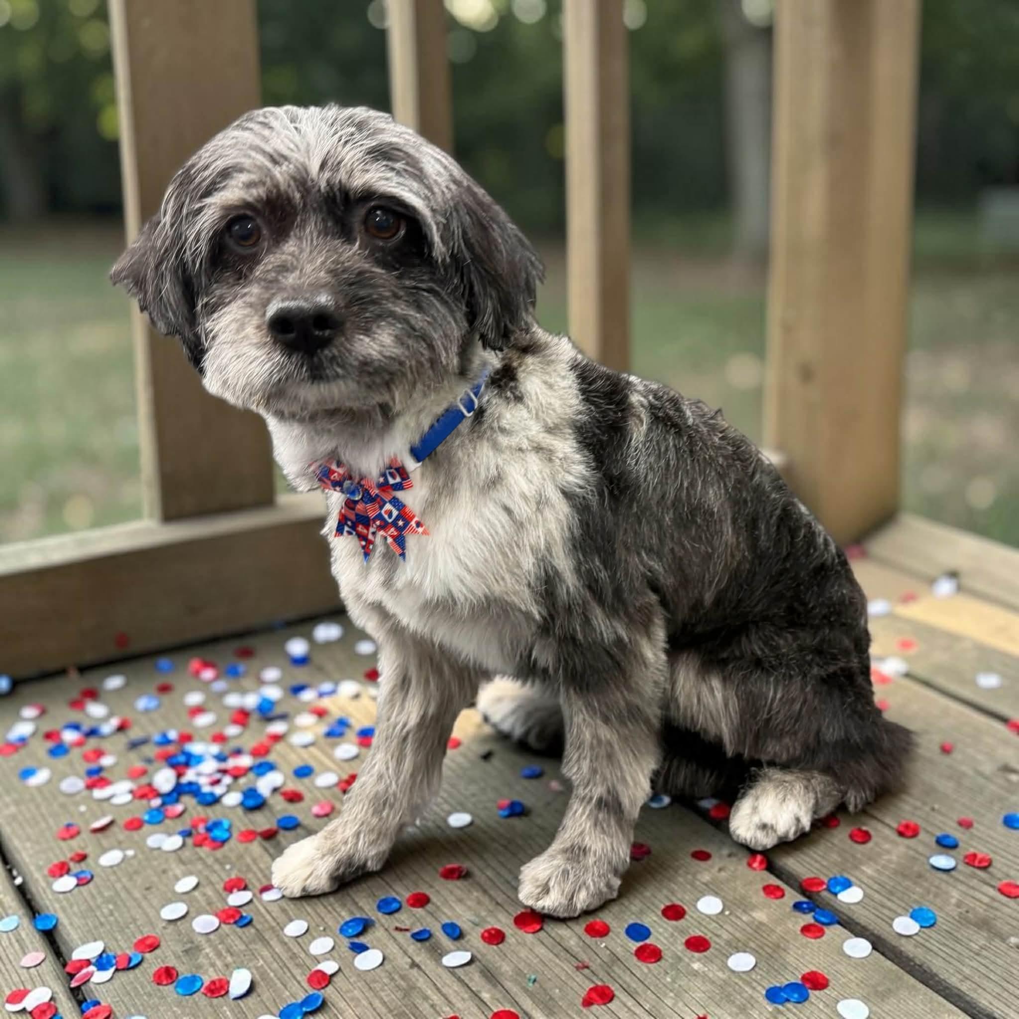 Gizmo, adopted, Young Male Maltipoo.