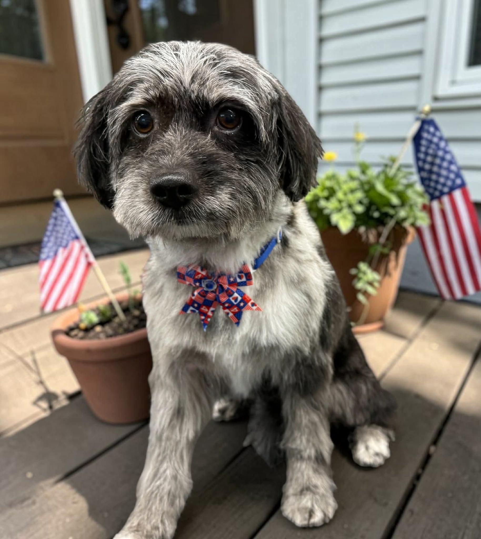 Gizmo, an adopted mixed breed in Pensacola, FL image 2/3