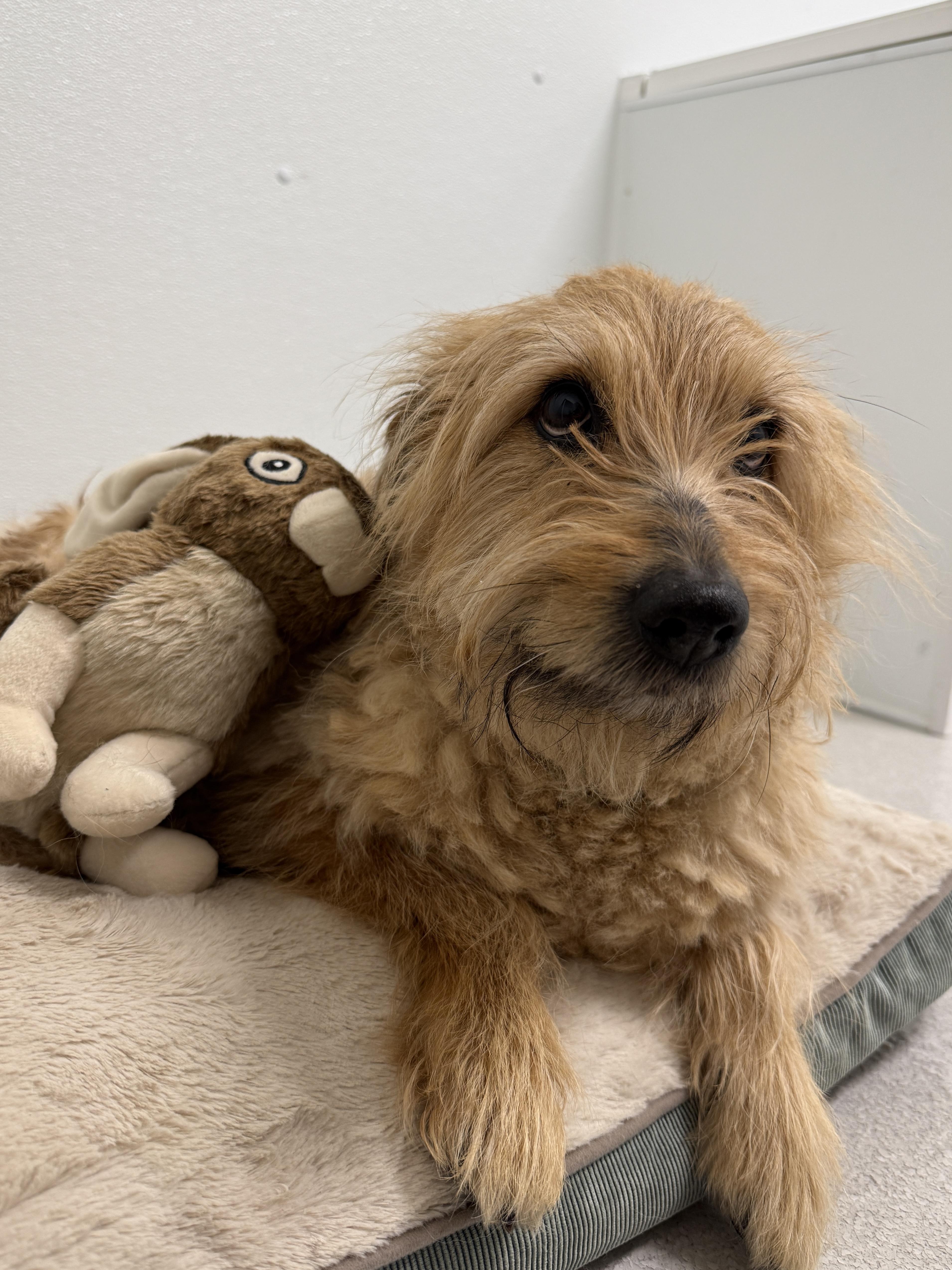 Enlarge Finny, a Adoptable Mixed Breed in Evanston, IL image 3/3