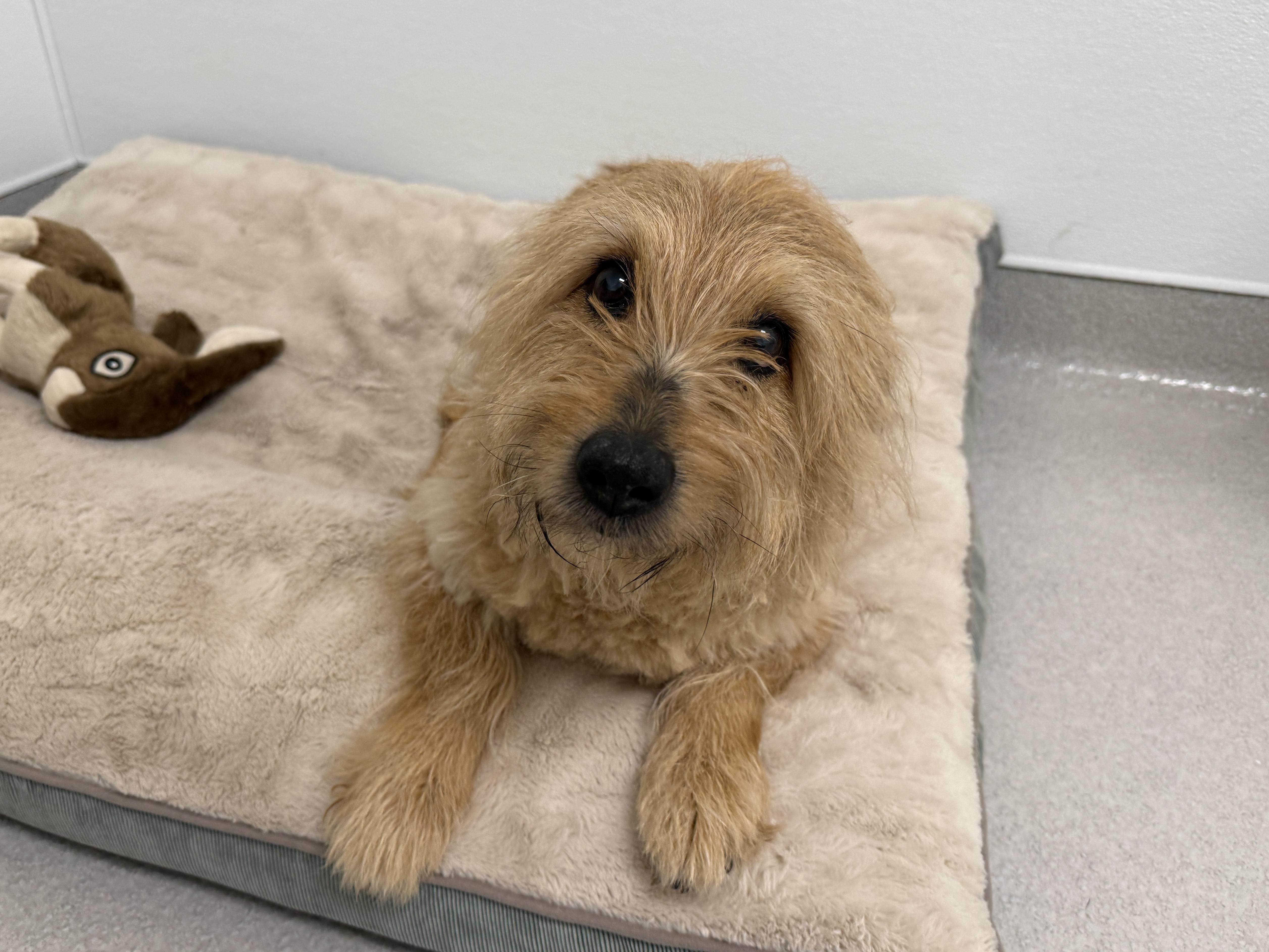 Enlarge Finny, a Adoptable Mixed Breed in Evanston, IL image 1/3