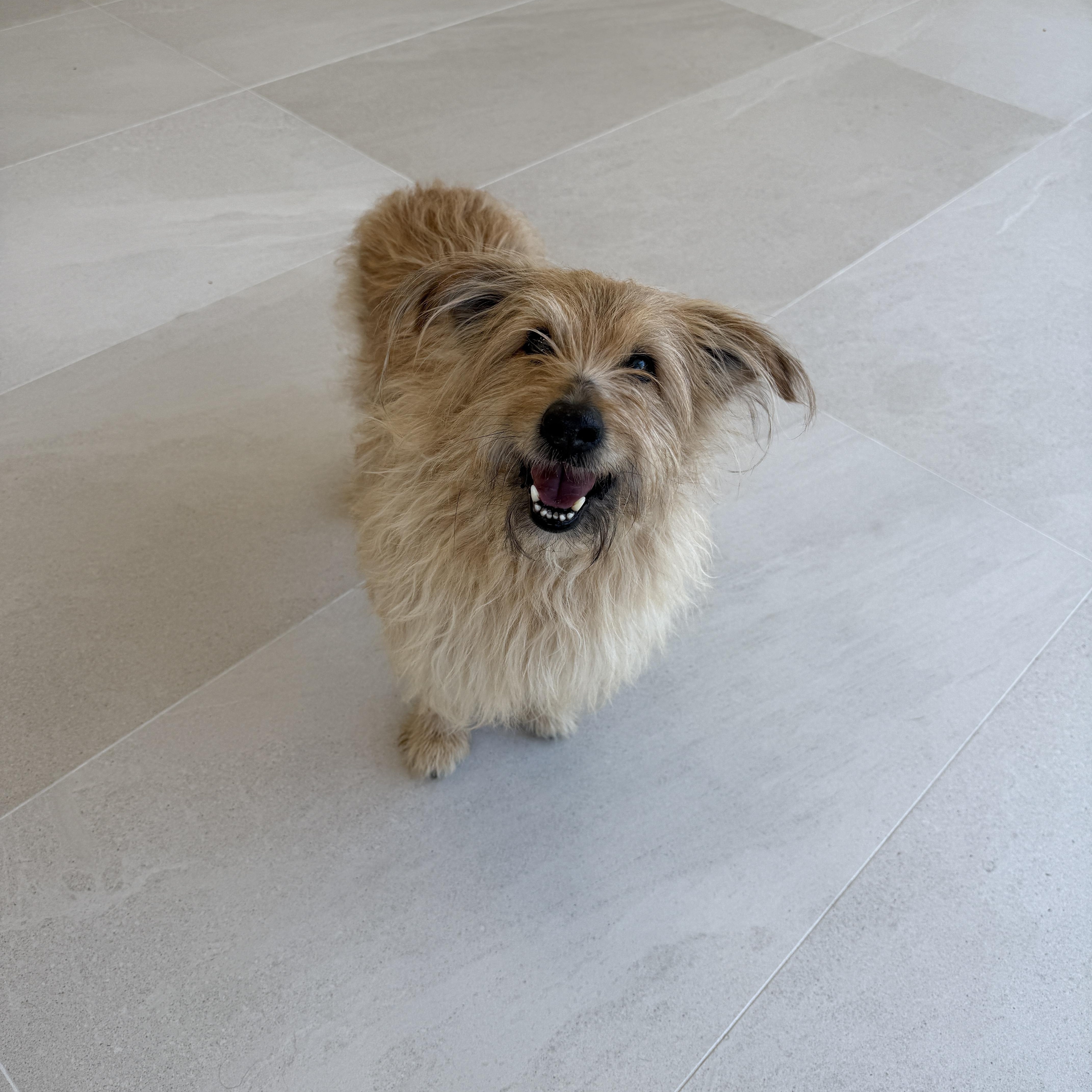 Enlarge Finny, a Adoptable Mixed Breed in Evanston, IL image 2/3