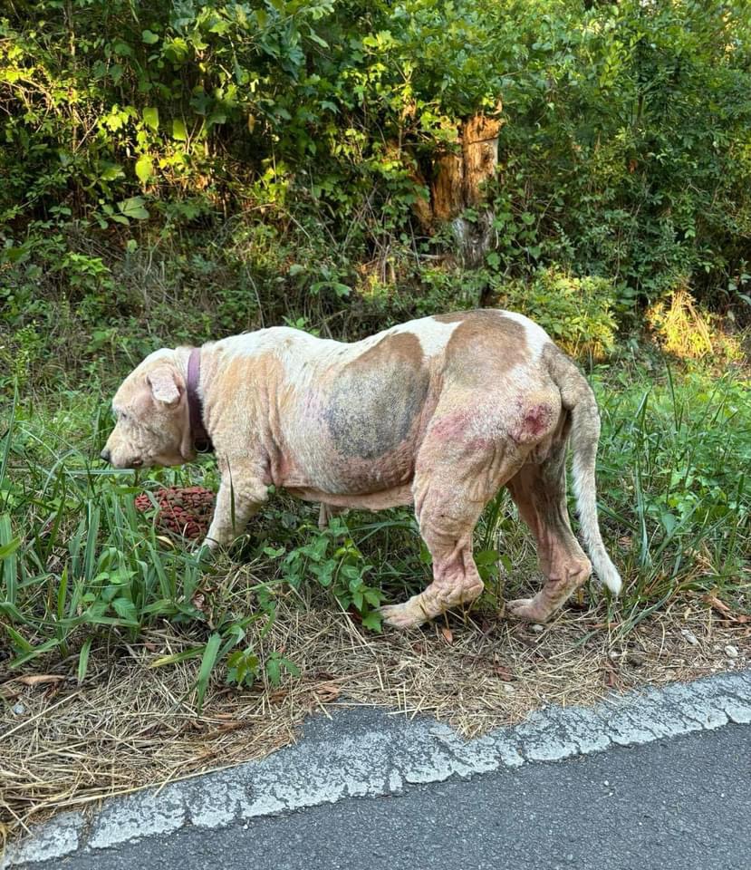 Enlarge Lou Lou, a Adoptable mixed breed in Chickamauga, GA image 2/6