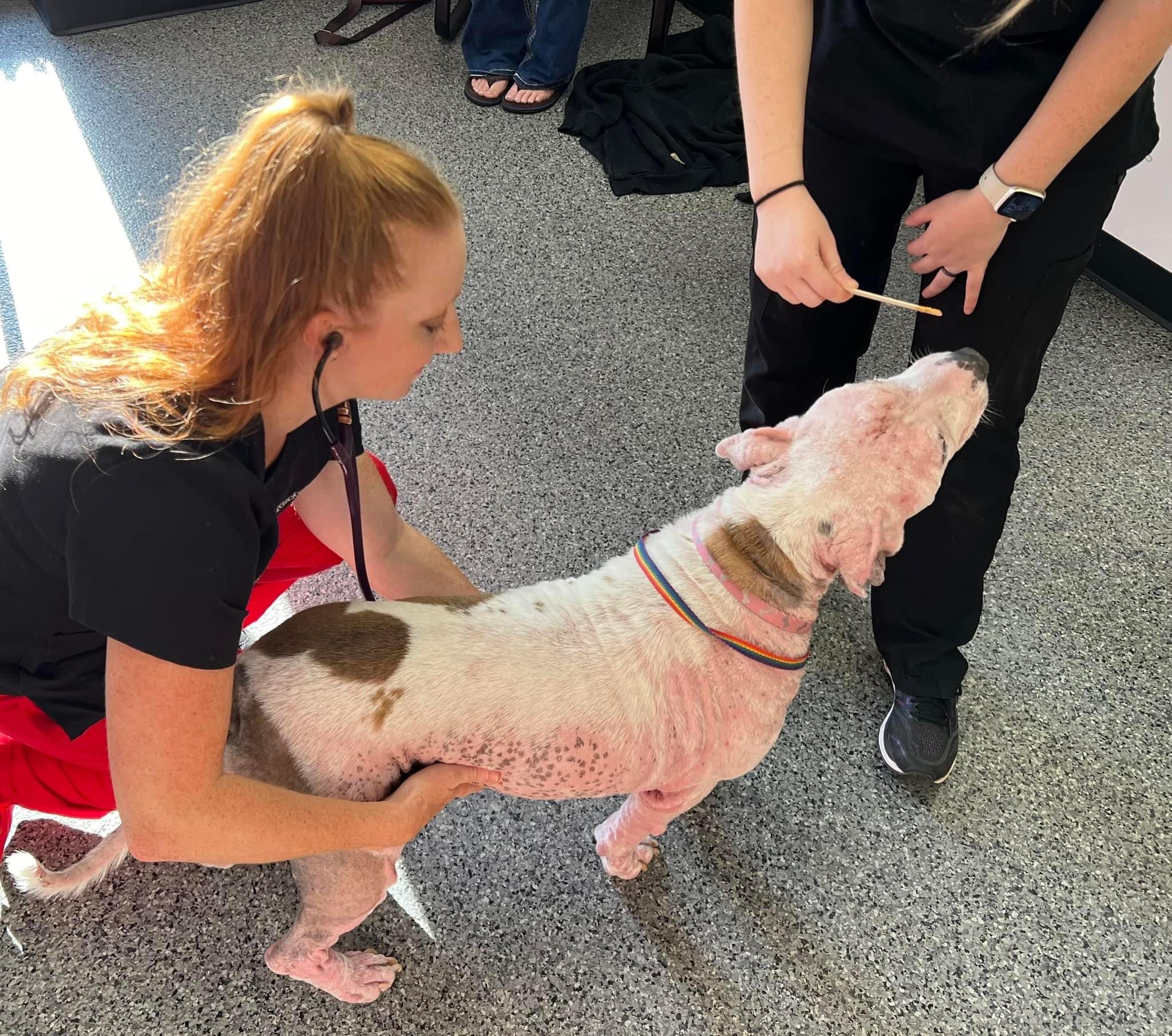 Enlarge Lou Lou, a Adoptable mixed breed in Chickamauga, GA image 6/6