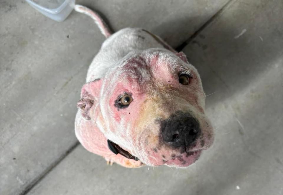 Enlarge Lou Lou, a Adoptable mixed breed in Chickamauga, GA image 1/6