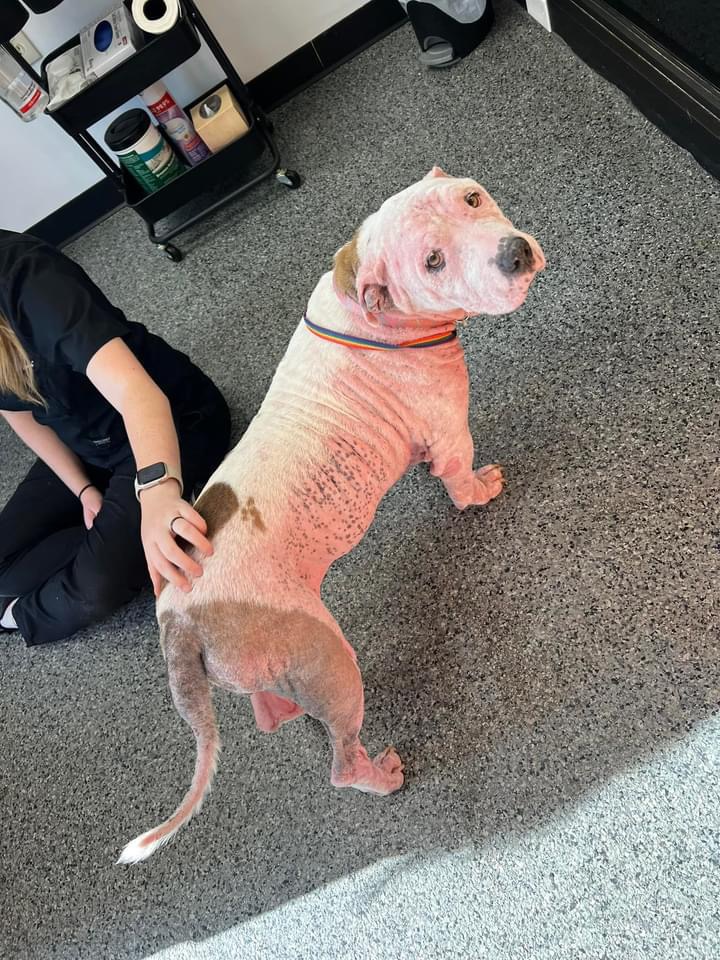 Enlarge Lou Lou, a Adoptable mixed breed in Chickamauga, GA image 5/6