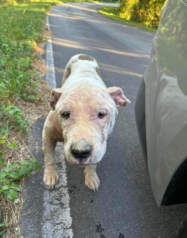 Enlarge Lou Lou, a Adoptable mixed breed in Chickamauga, GA image 4/6