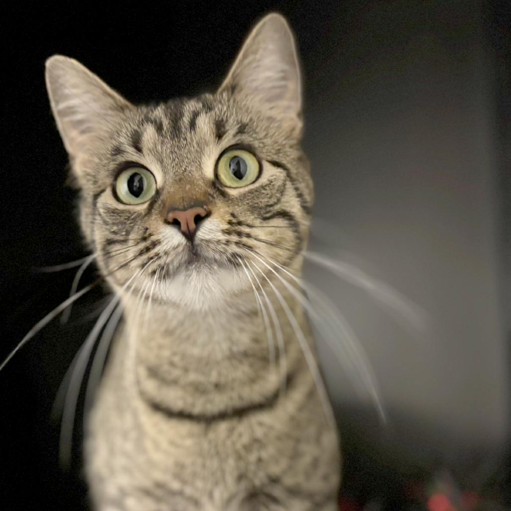 Lorraine, Adoptable, Young Female Domestic Short Hair.