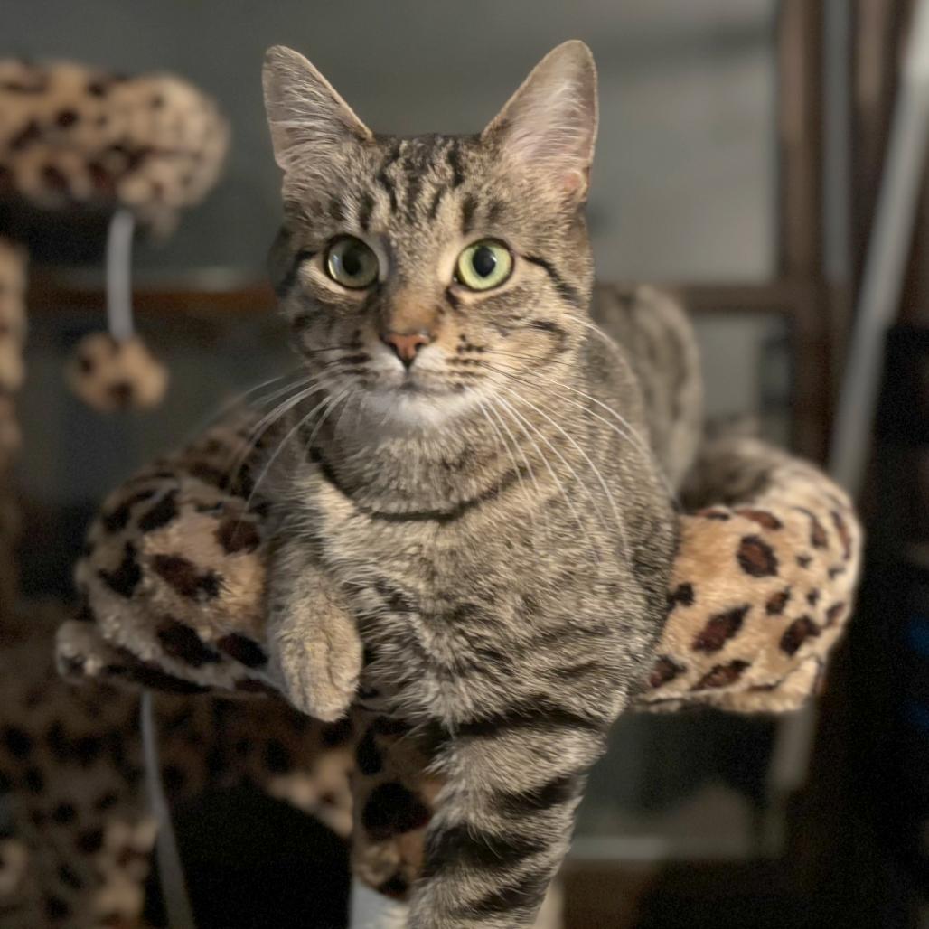 Lorraine, a Adoptable Domestic Short Hair in Medina, OH image 2/3