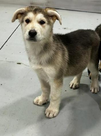 Enlarge Kennedy, a ADOPTABLE mixed breed in Brunswick, OH image 2/6