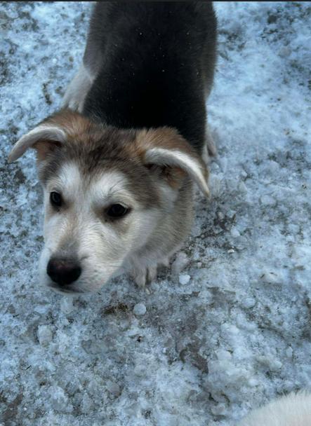 Enlarge Kennedy, a ADOPTABLE mixed breed in Brunswick, OH image 3/6