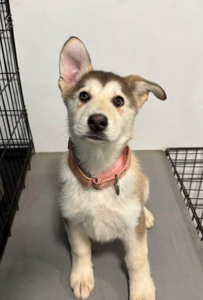 Kennedy, ADOPTABLE, Puppy Female German Shepherd Dog & Siberian Husky.
