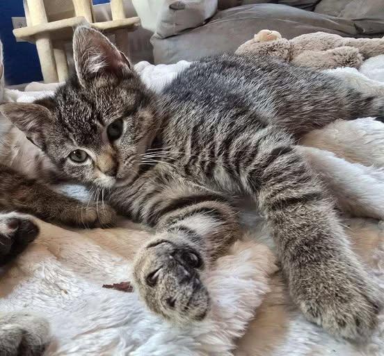 Lil Dash, Adoptable, Young Male Domestic Short Hair.