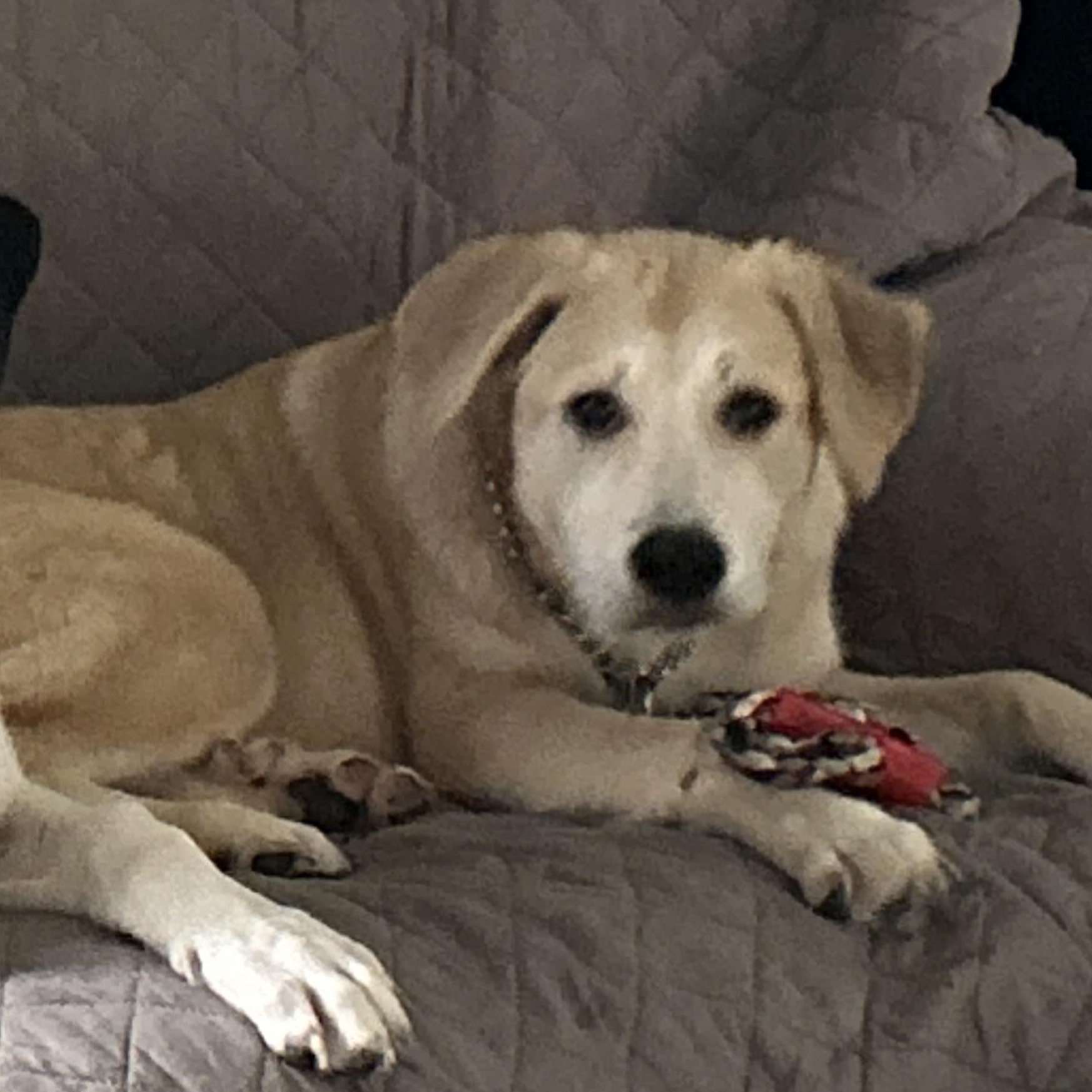 Tootsie, ADOPTABLE, Young Female Great Pyrenees & Pit Bull Terrier.