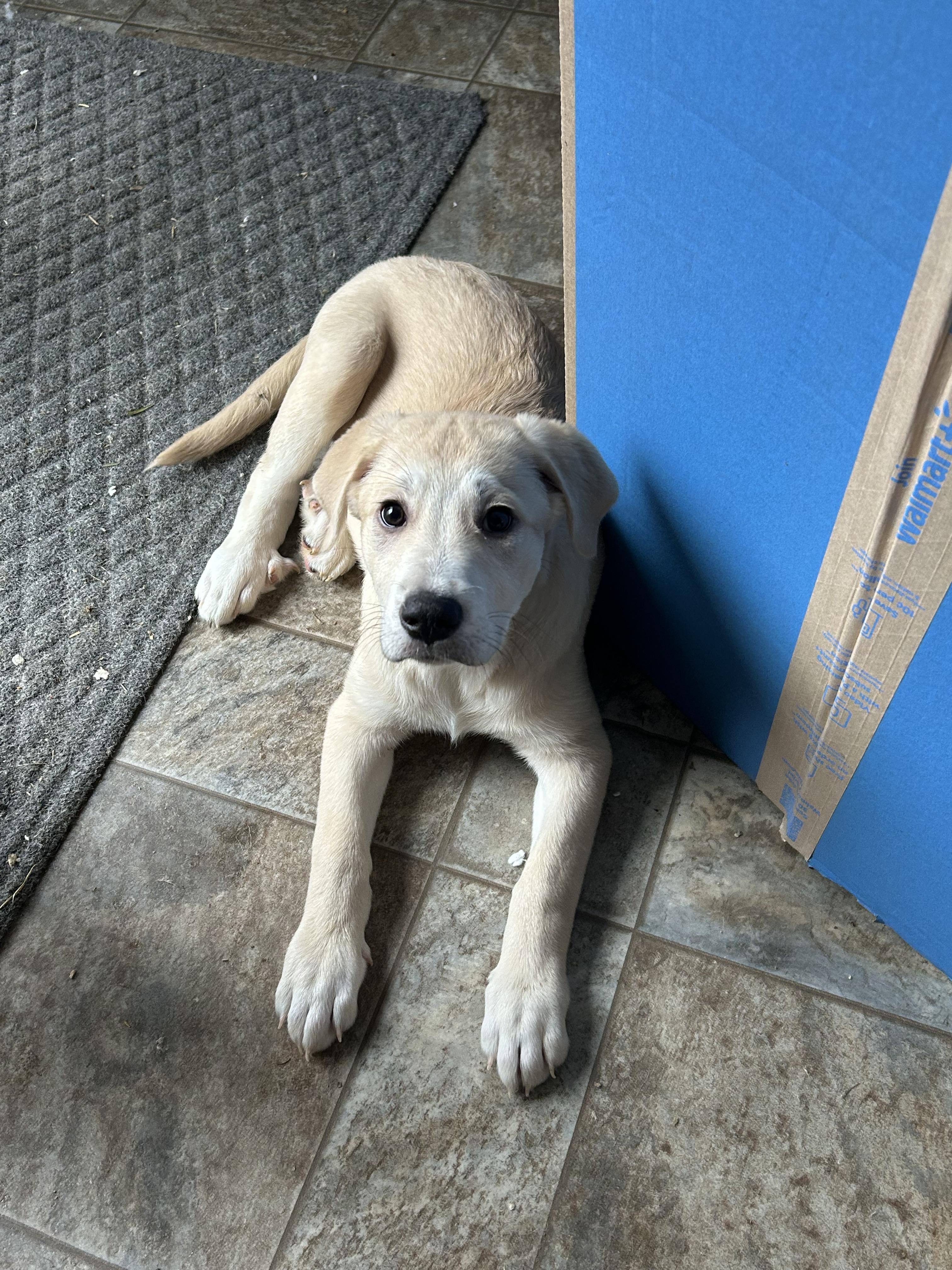 Enlarge Tootsie, a ADOPTABLE mixed breed in Troupsburg, NY image 2/2