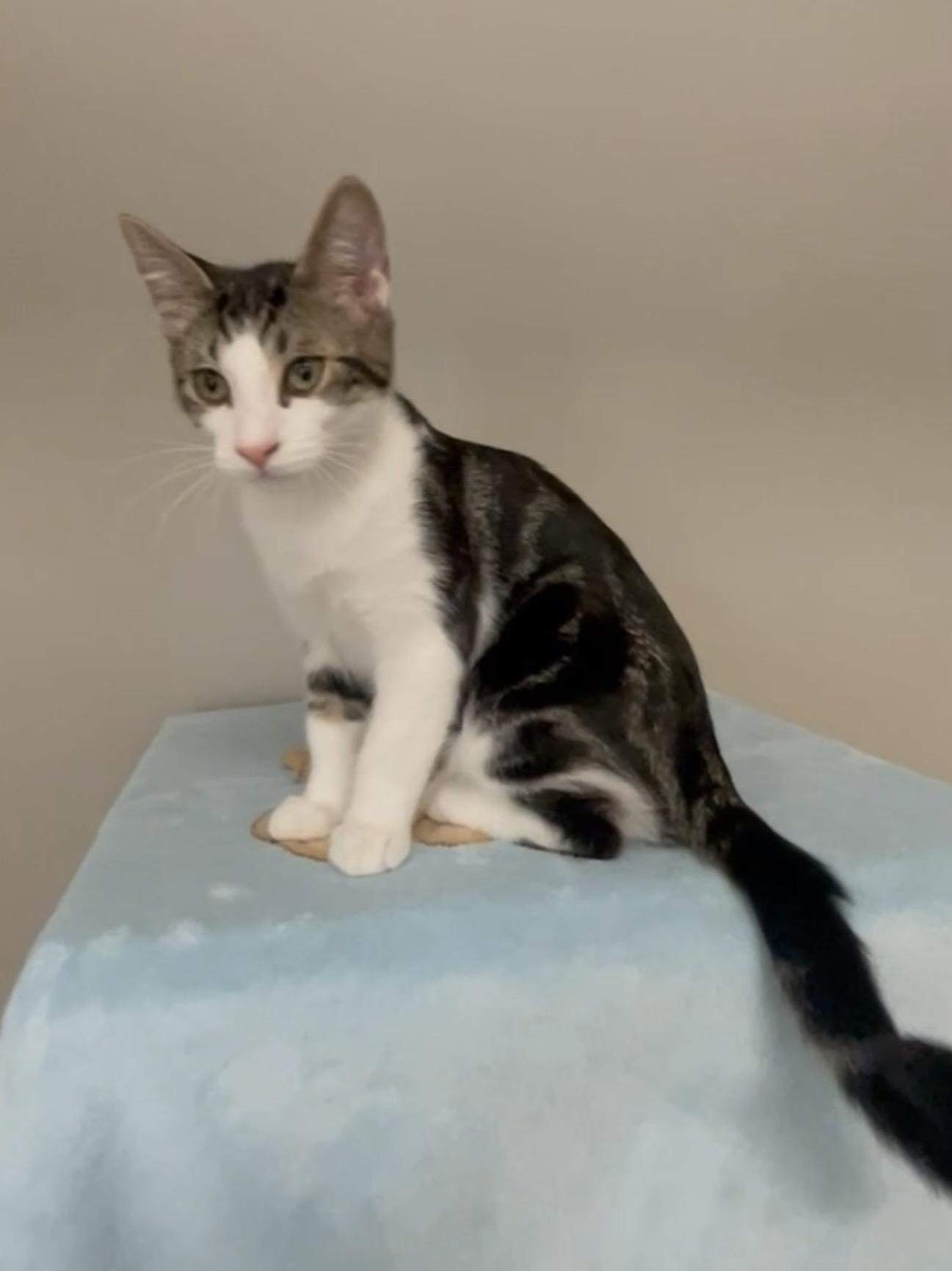 Enlarge Hunter, a Adoptable Domestic Short Hair in Petaluma, CA image 2/3