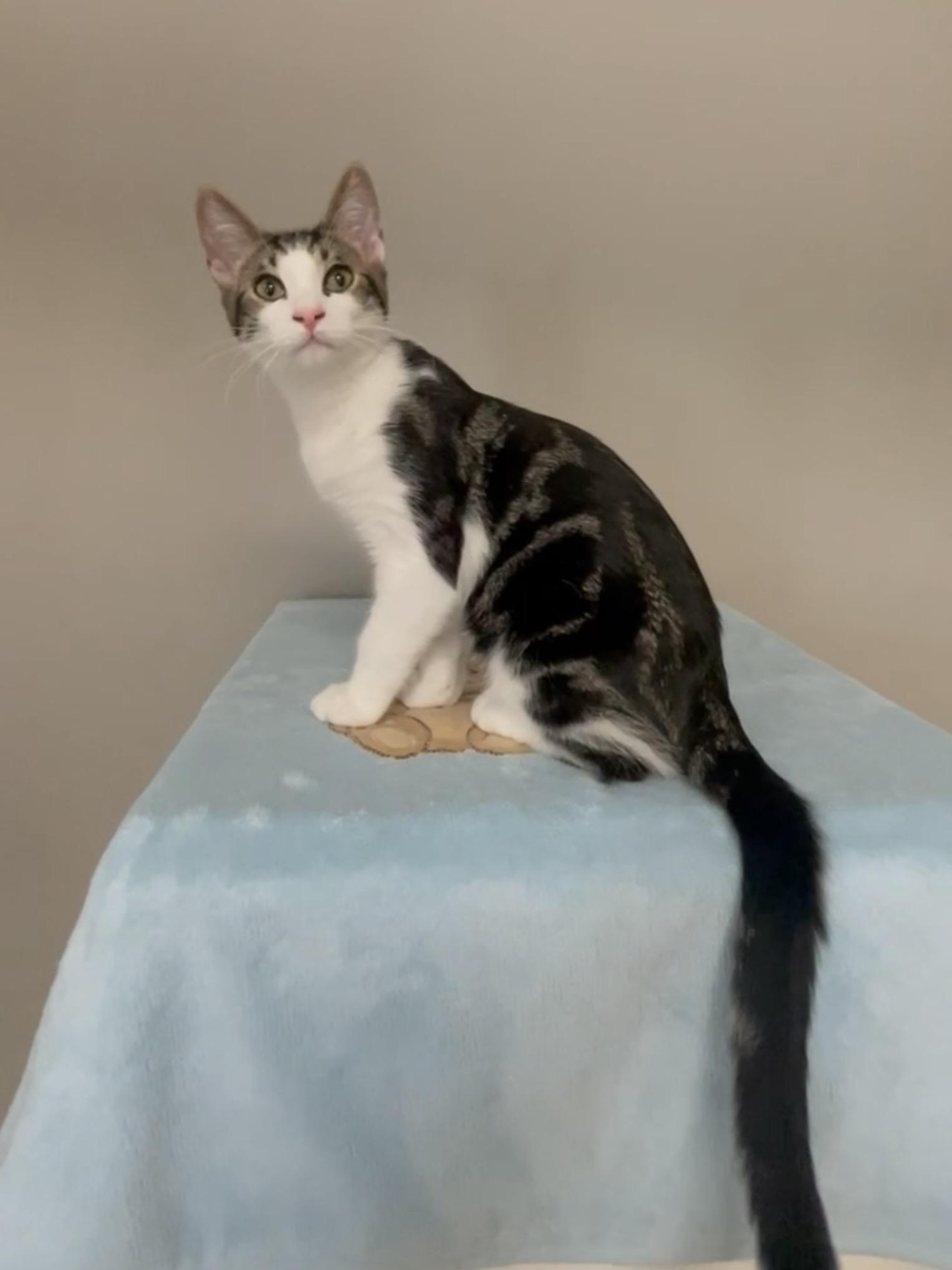 Hunter, Adoptable, Young Male Domestic Short Hair.