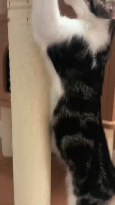 Enlarge Hunter, a Adoptable Domestic Short Hair in Petaluma, CA video 3/3