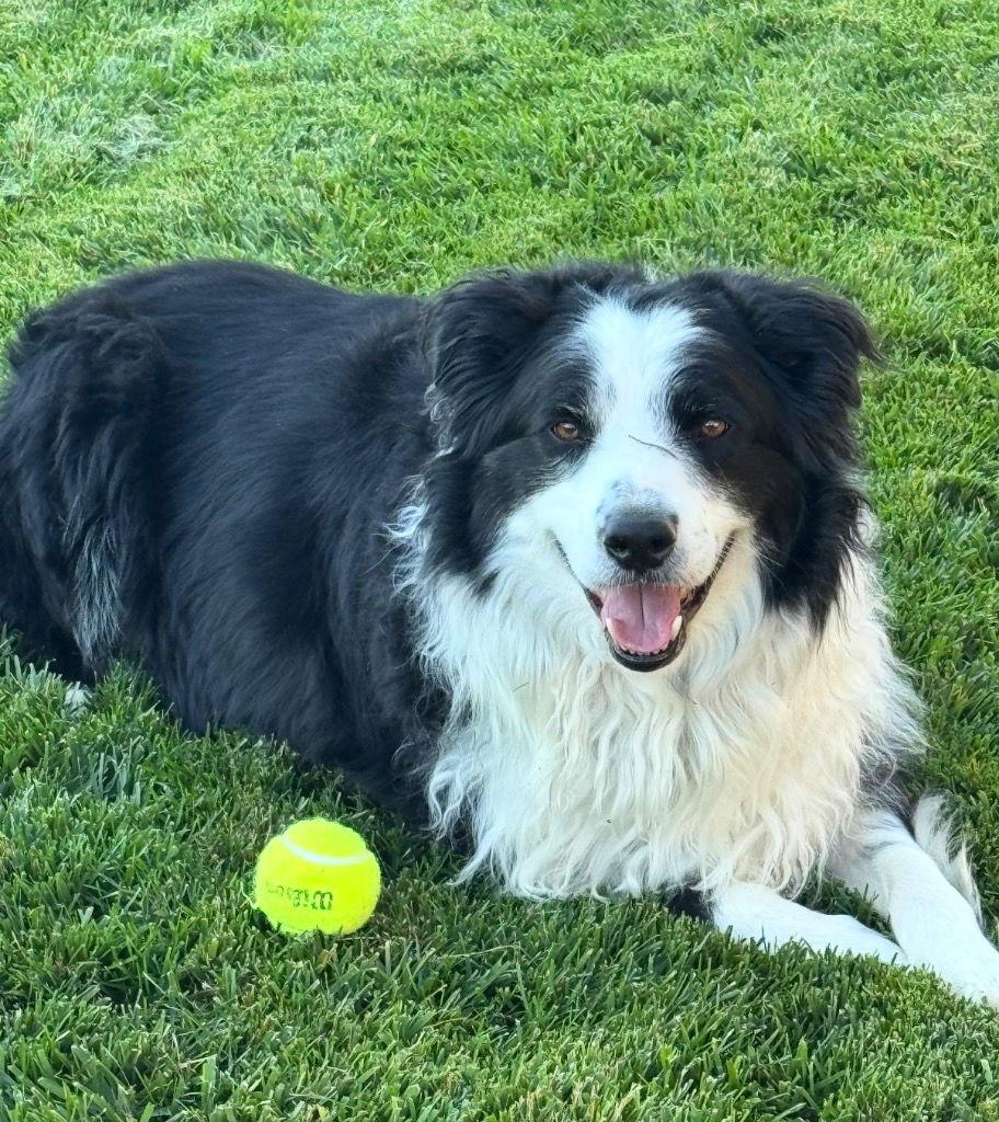 Harley, Adoptable, Adult Male Border Collie.