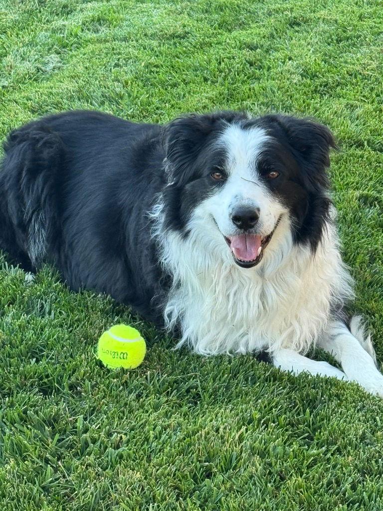 Enlarge Harley, a Adoptable Border Collie in Saint George, UT image 2/3