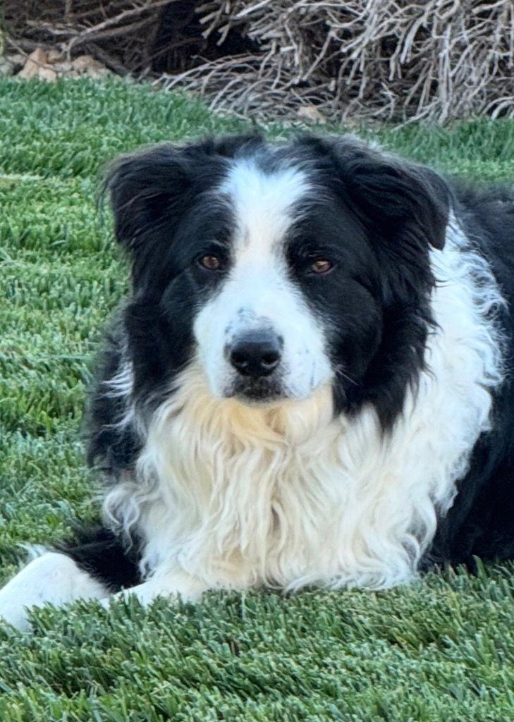Enlarge Harley, a Adoptable Border Collie in Saint George, UT image 3/3