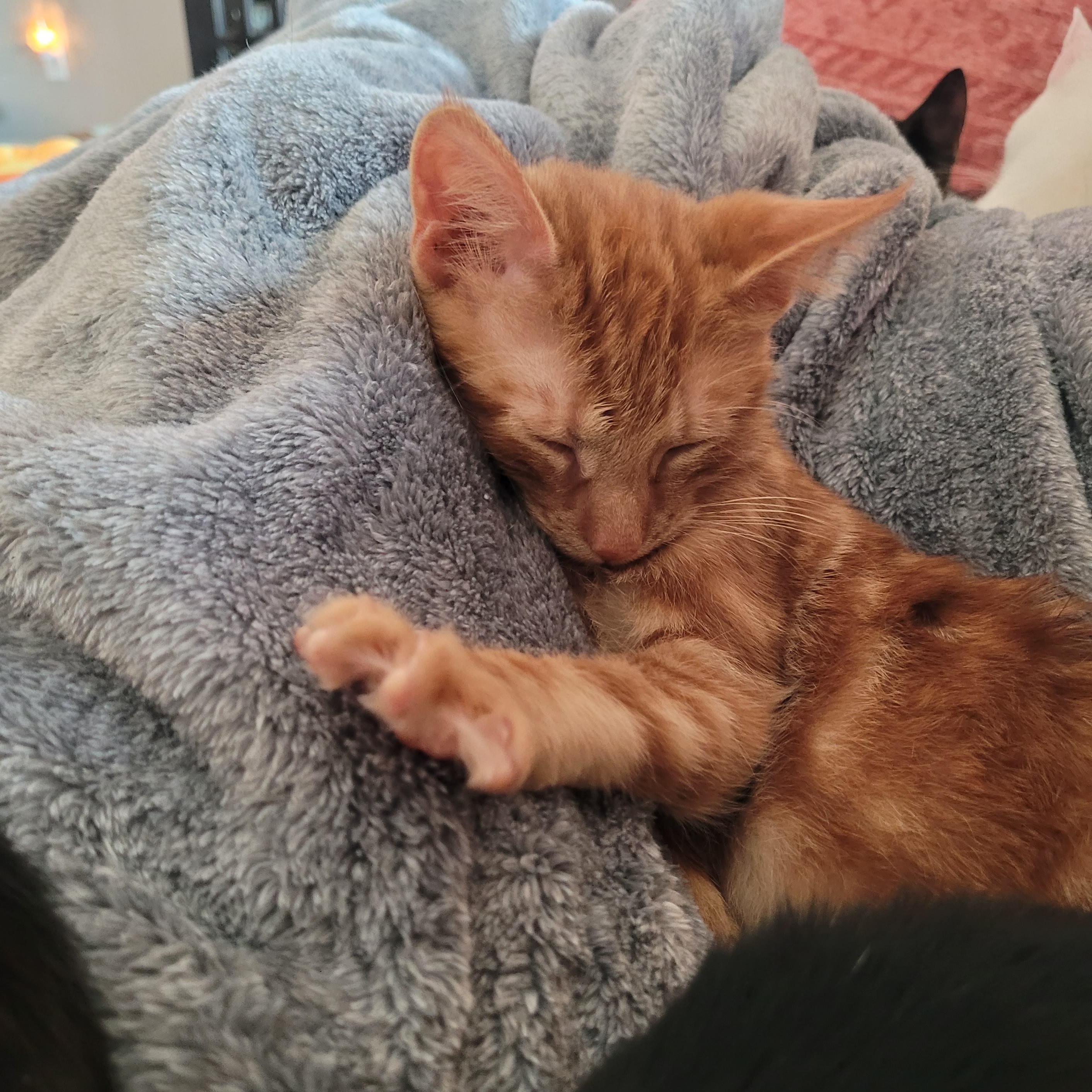 Enlarge Crowley, a ADOPTABLE Domestic Short Hair in Indianapolis, IN image 4/6