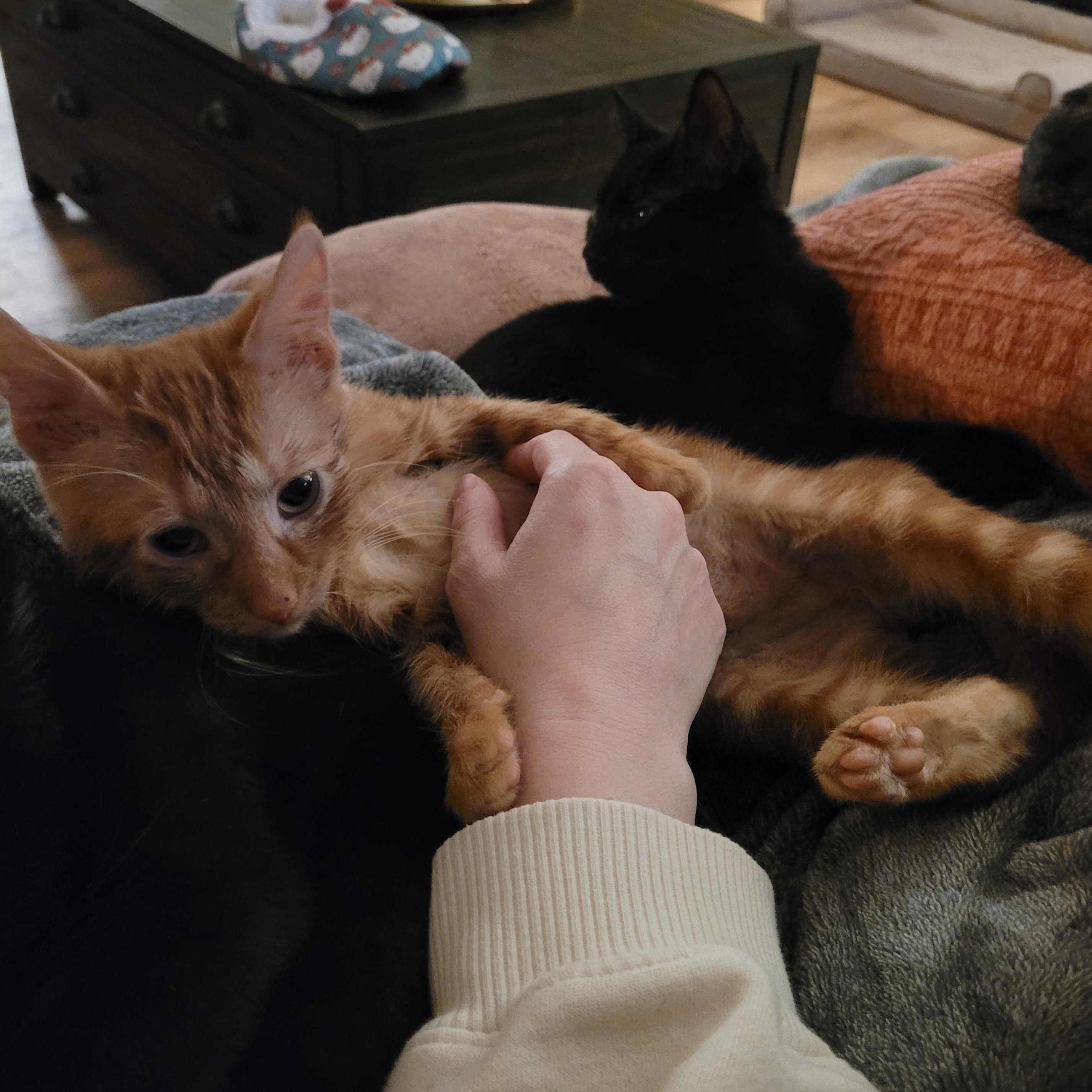 Enlarge Crowley, a ADOPTABLE Domestic Short Hair in Indianapolis, IN image 2/6