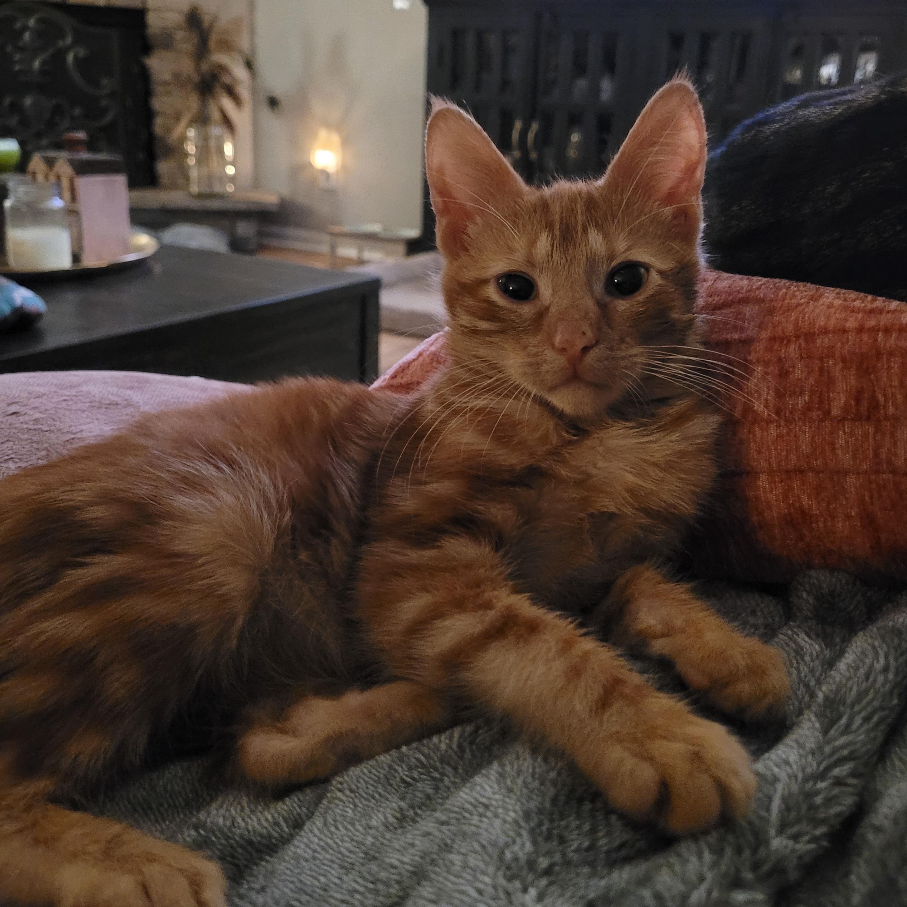 Crowley, ADOPTABLE, Young Male Domestic Short Hair.