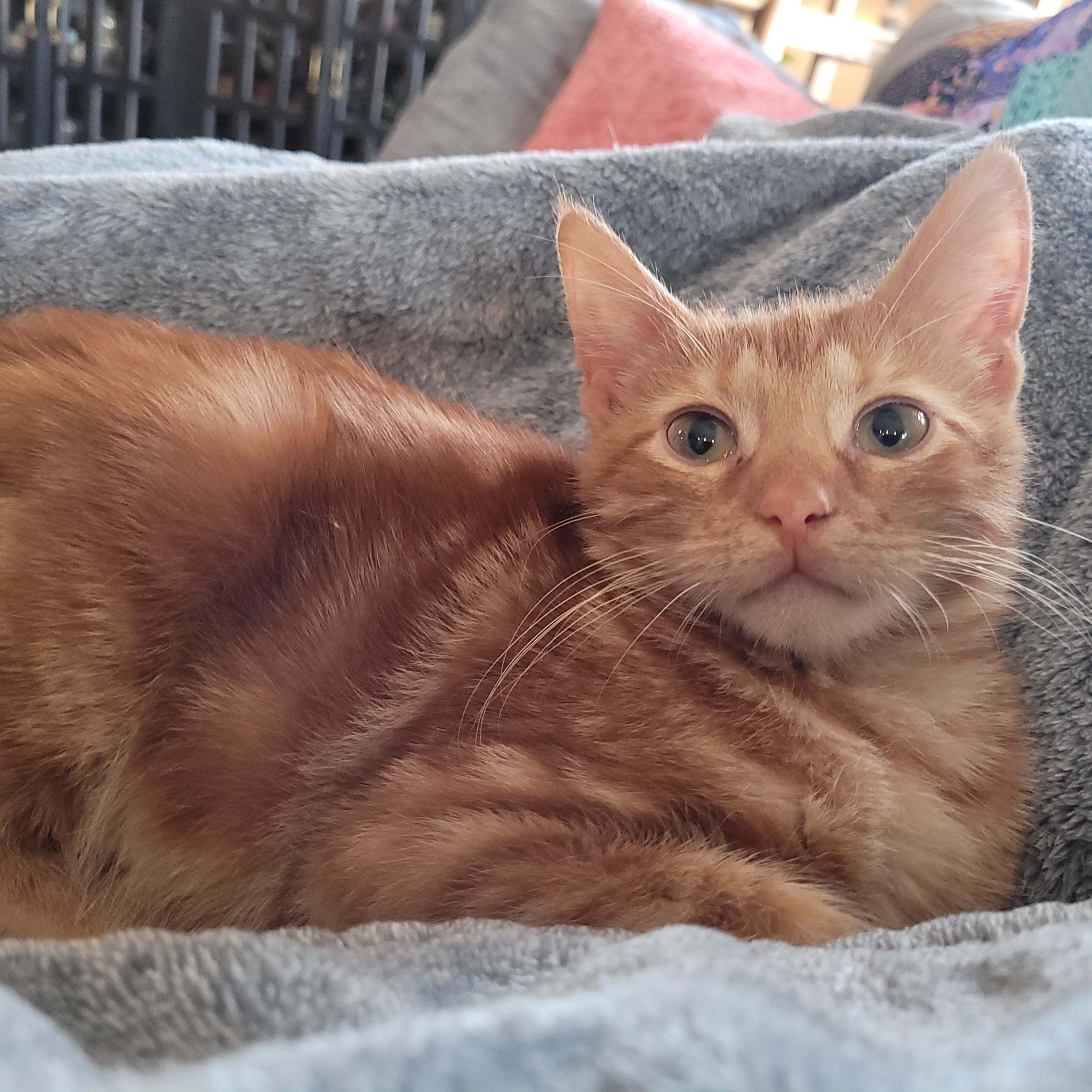 Enlarge Crowley, a ADOPTABLE Domestic Short Hair in Indianapolis, IN image 5/6