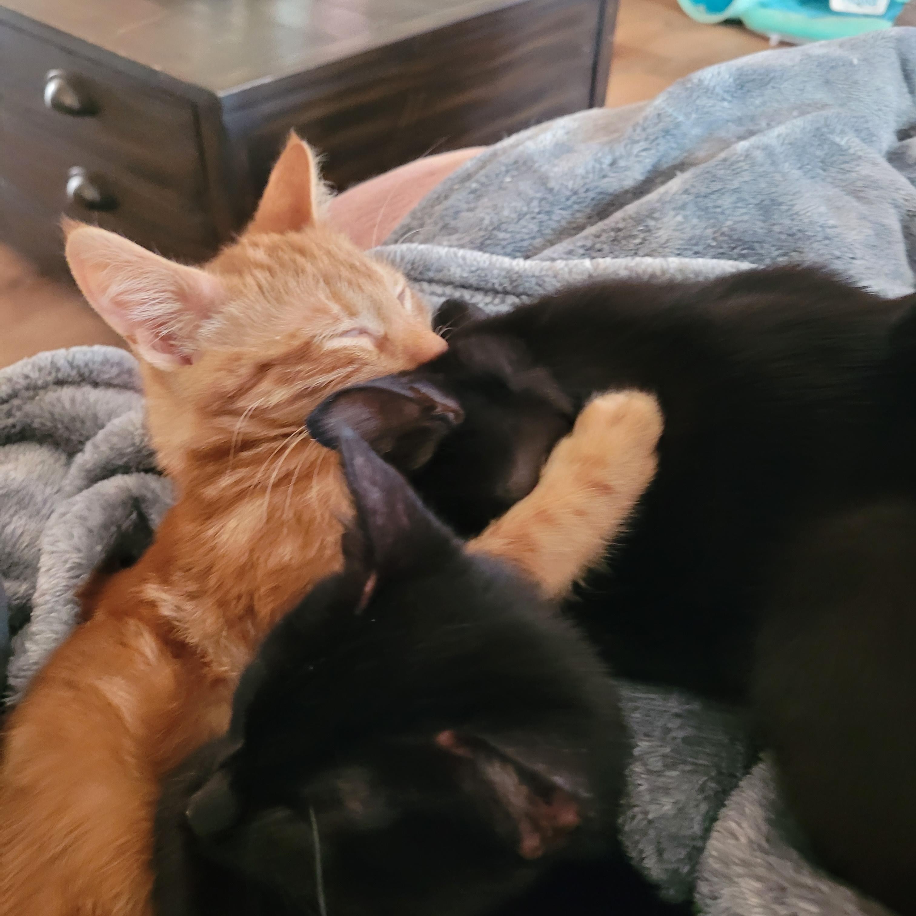 Enlarge Crowley, a ADOPTABLE Domestic Short Hair in Indianapolis, IN image 6/6