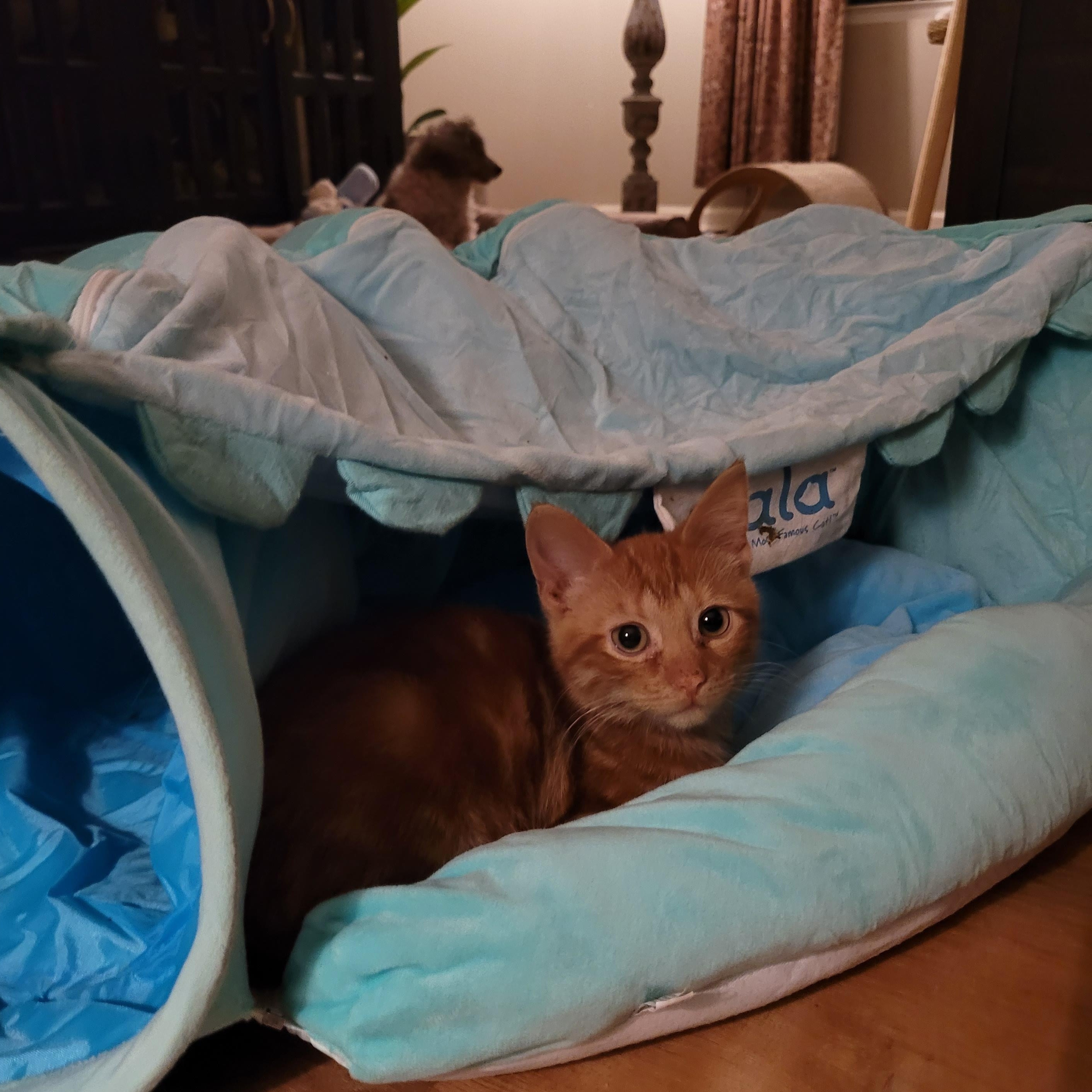 Enlarge Crowley, a ADOPTABLE Domestic Short Hair in Indianapolis, IN image 3/6