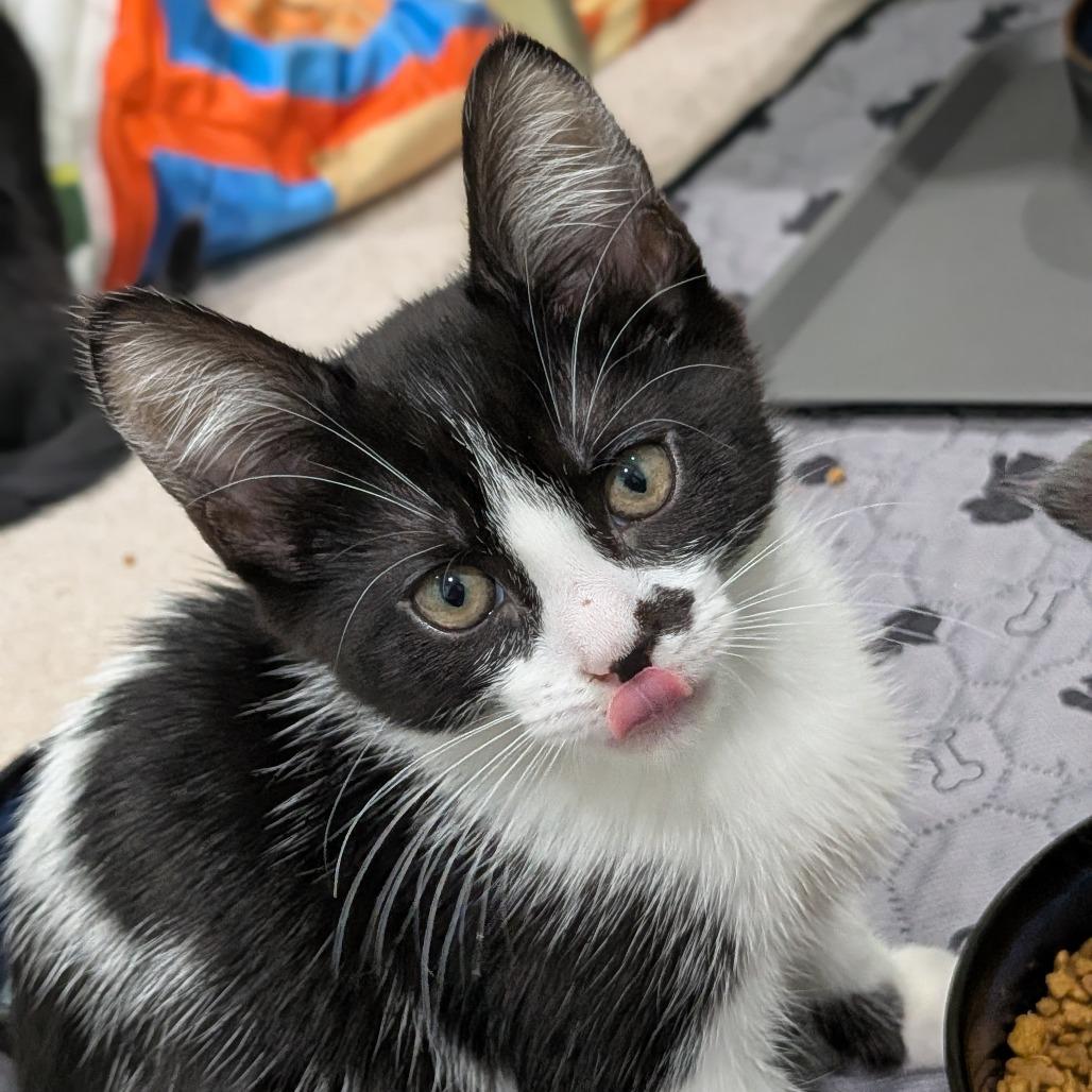 Enlarge 26-65 Compote, a Adoptable Domestic Short Hair in North Branford, CT image 1/3