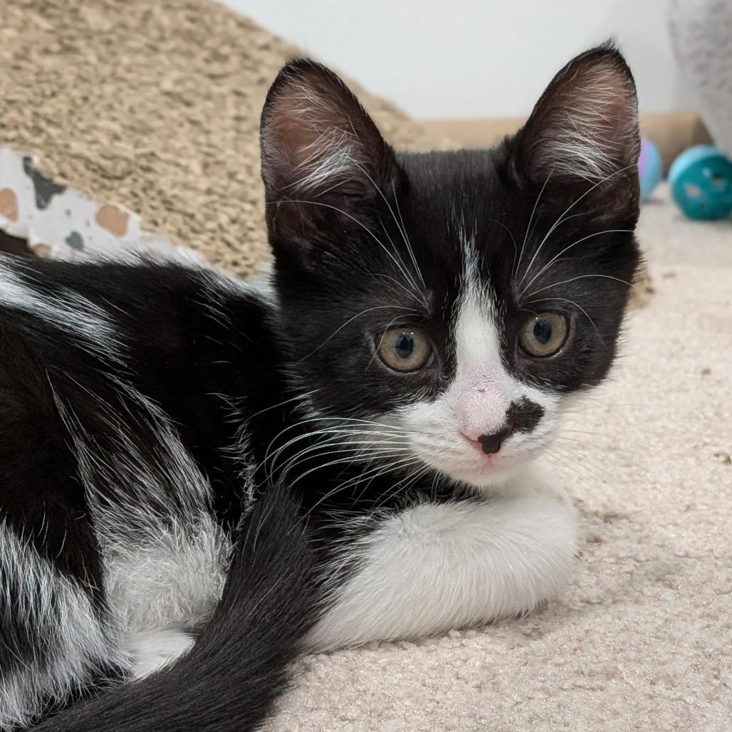 Enlarge 26-65 Compote, a Adoptable Domestic Short Hair in North Branford, CT image 2/3