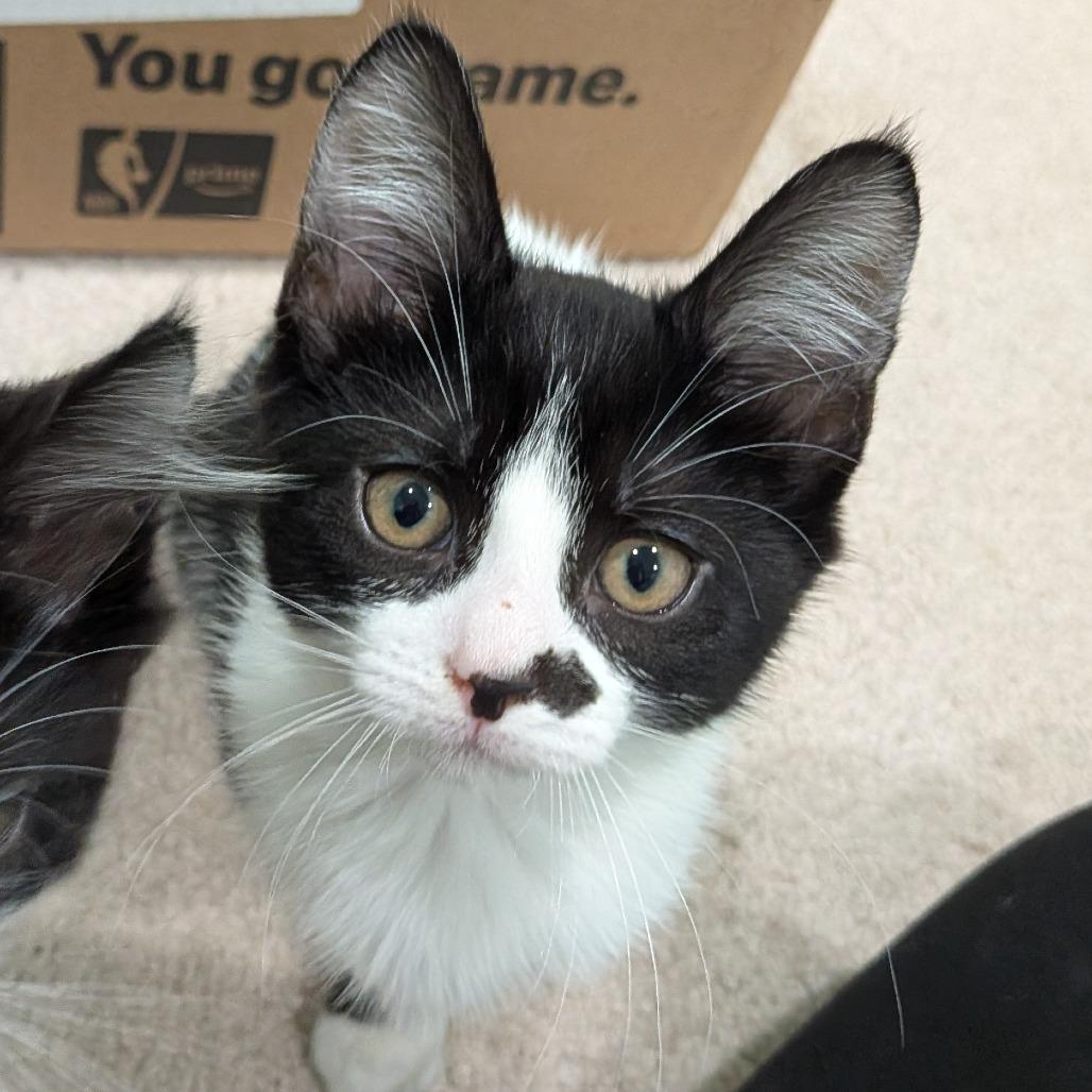 26-65 Compote — thumbnail 3