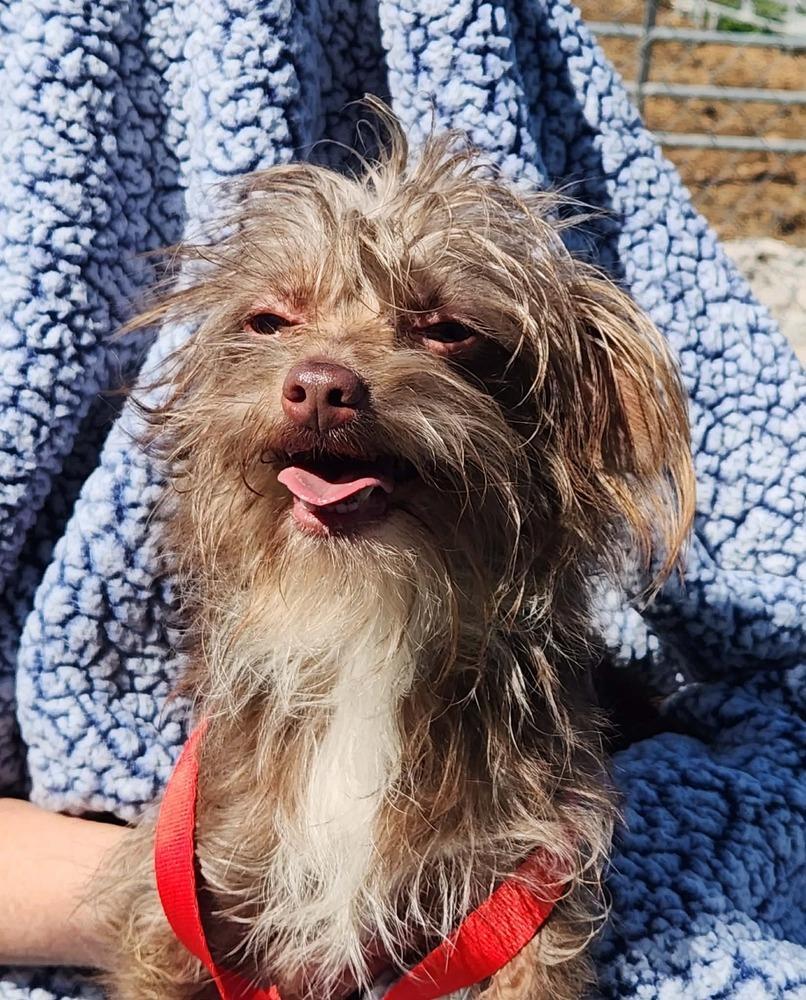 Scamp, Adoptable, Adult Male Yorkshire Terrier & Chihuahua.
