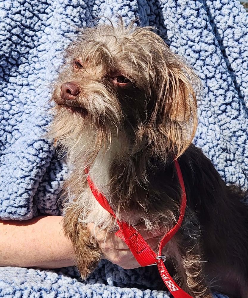 Enlarge Scamp, a Adoptable mixed breed in Waterloo, IL image 2/4