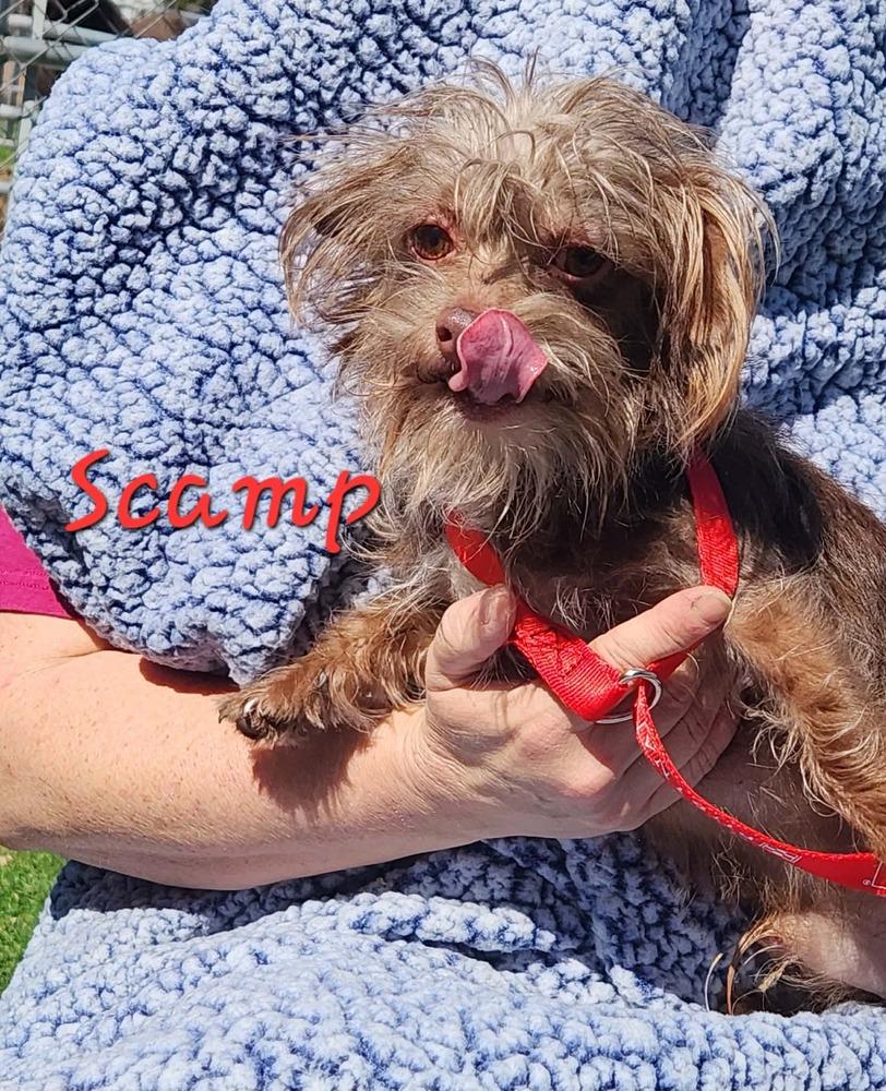 Enlarge Scamp, a Adoptable mixed breed in Waterloo, IL image 3/4