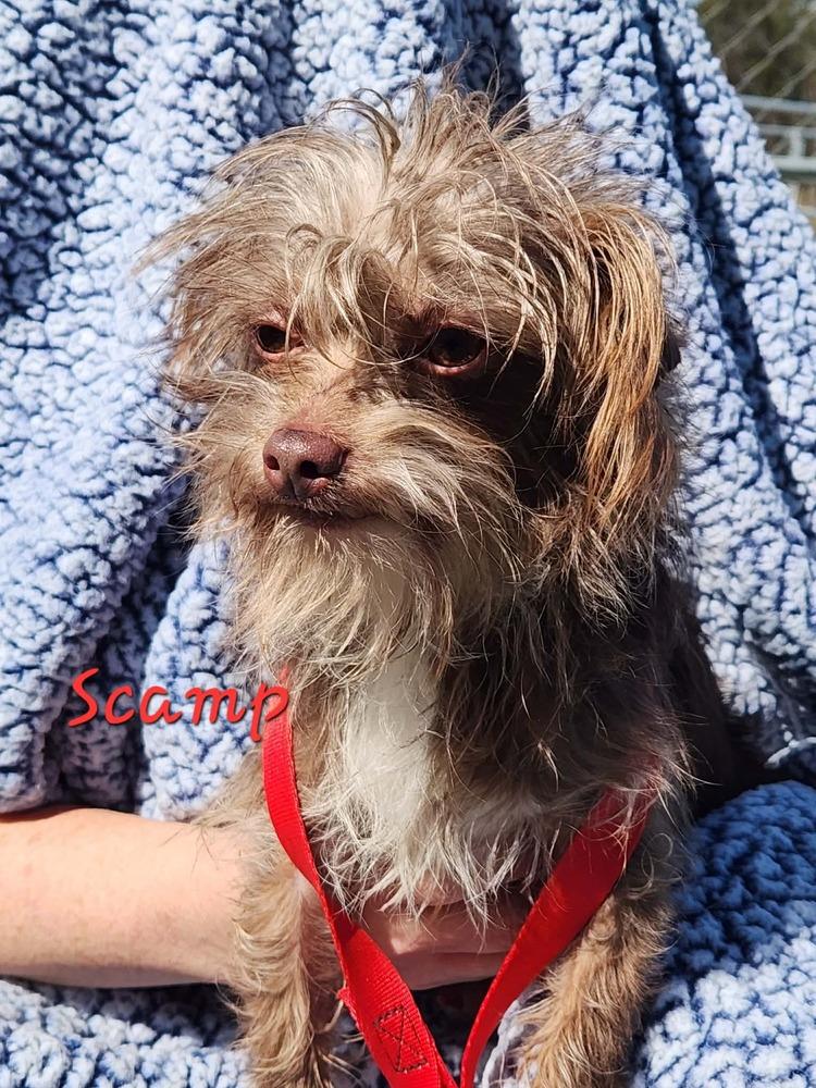 Enlarge Scamp, a Adoptable mixed breed in Waterloo, IL image 4/4