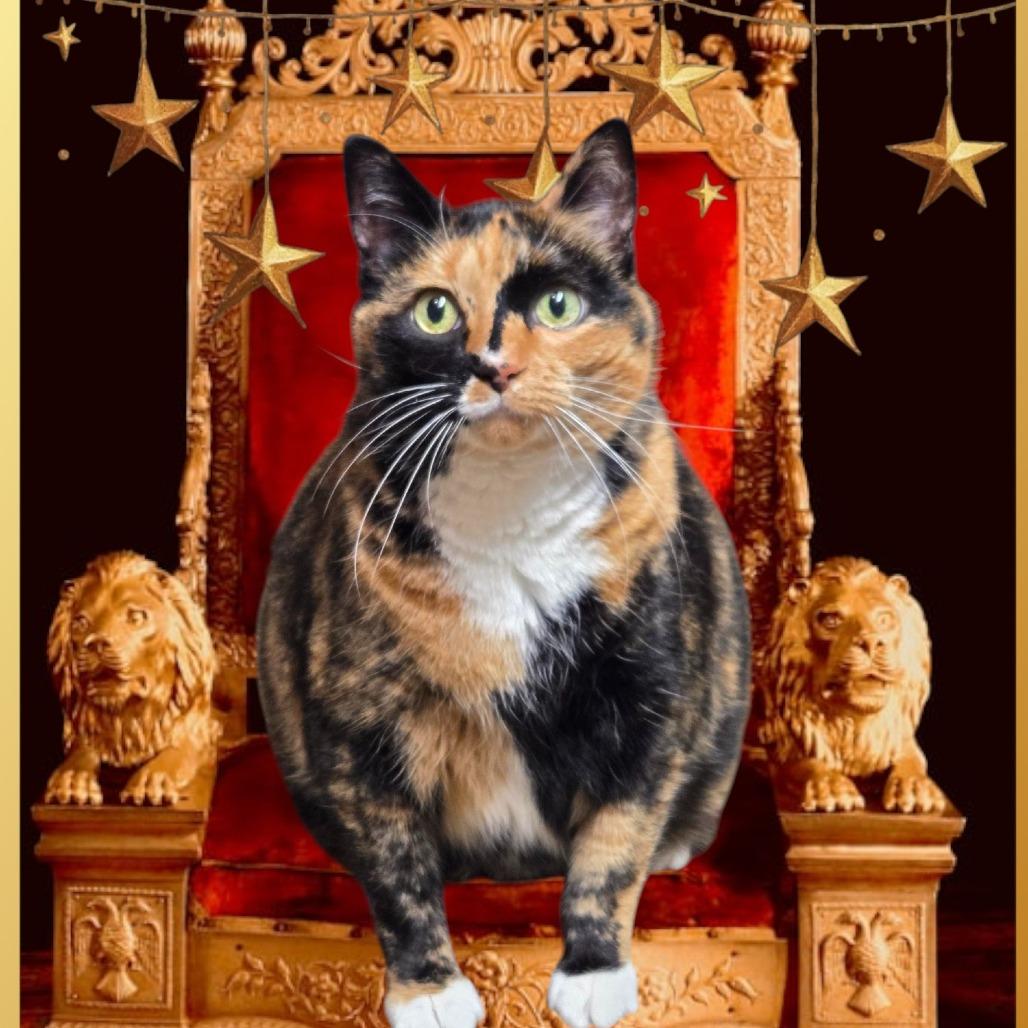 Luna, Adoptable, Senior Female Domestic Short Hair.