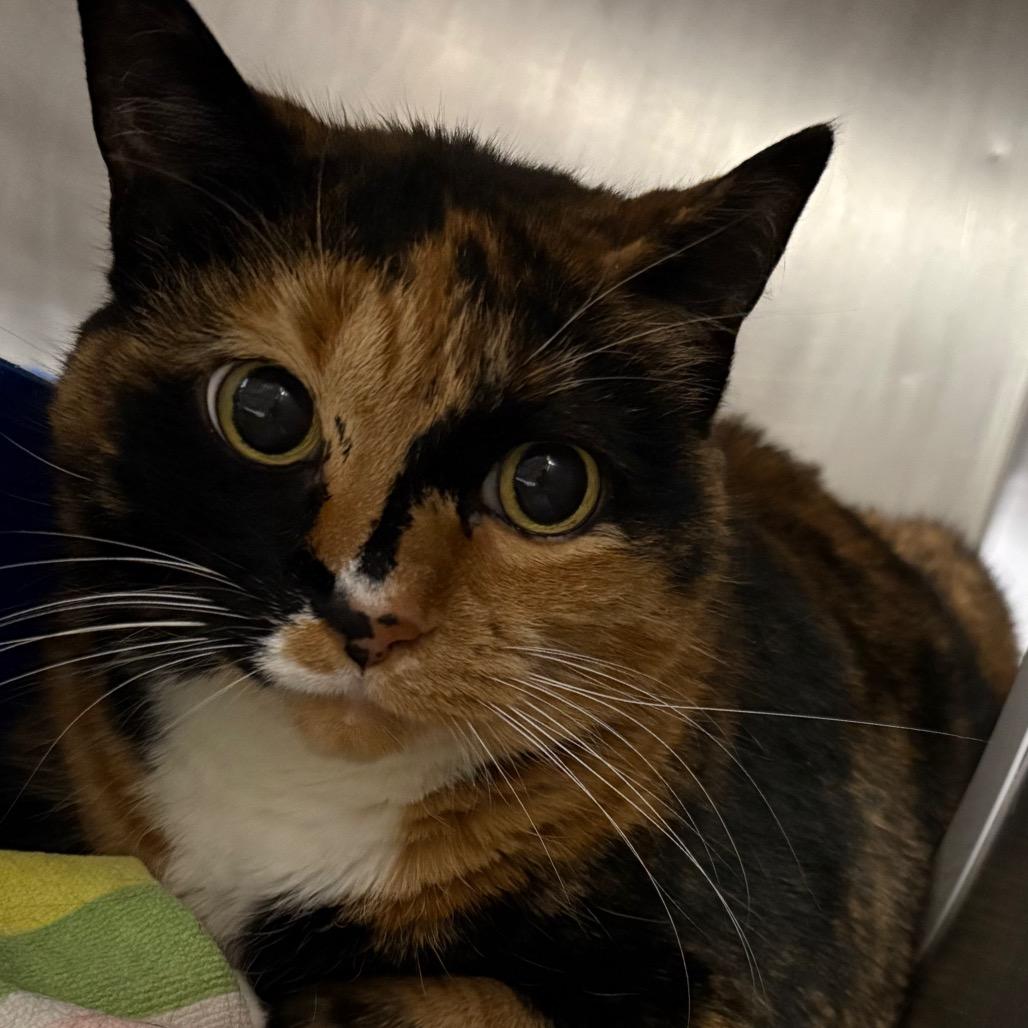 Enlarge Luna, a Adoptable Domestic Short Hair in West Olive, MI image 1/6