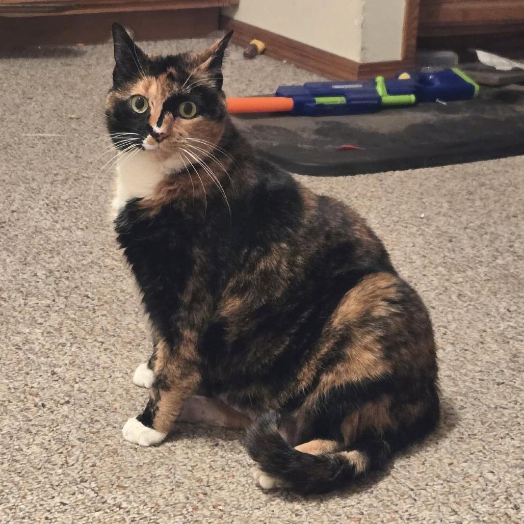 Enlarge Luna, a Adoptable Domestic Short Hair in West Olive, MI image 2/6