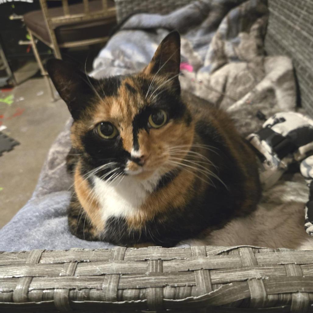 Enlarge Luna, a Adoptable Domestic Short Hair in West Olive, MI image 3/6