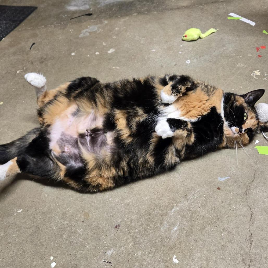 Enlarge Luna, a Adoptable Domestic Short Hair in West Olive, MI image 4/6