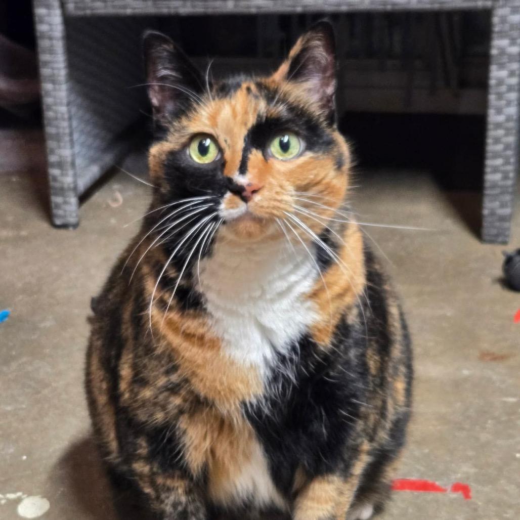 Enlarge Luna, a Adoptable Domestic Short Hair in West Olive, MI image 5/6