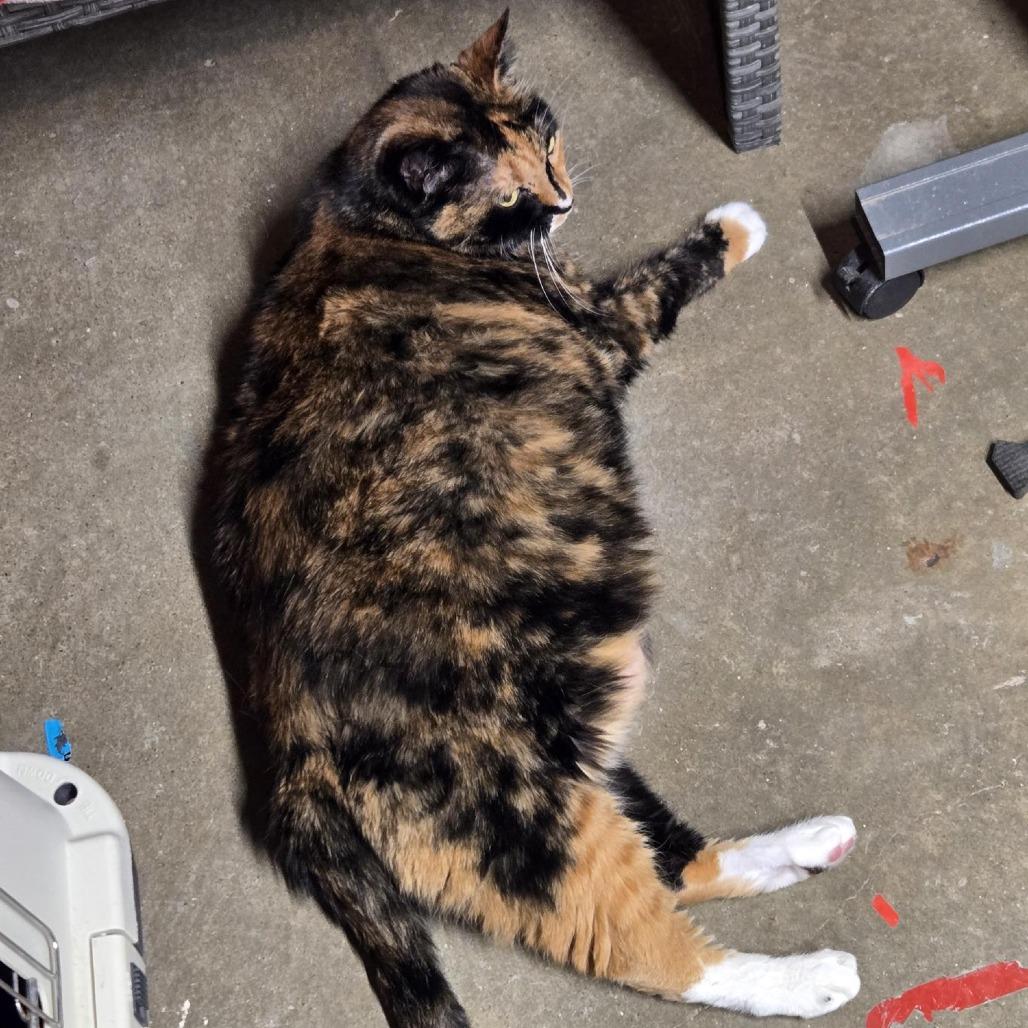 Enlarge Luna, a Adoptable Domestic Short Hair in West Olive, MI image 6/6