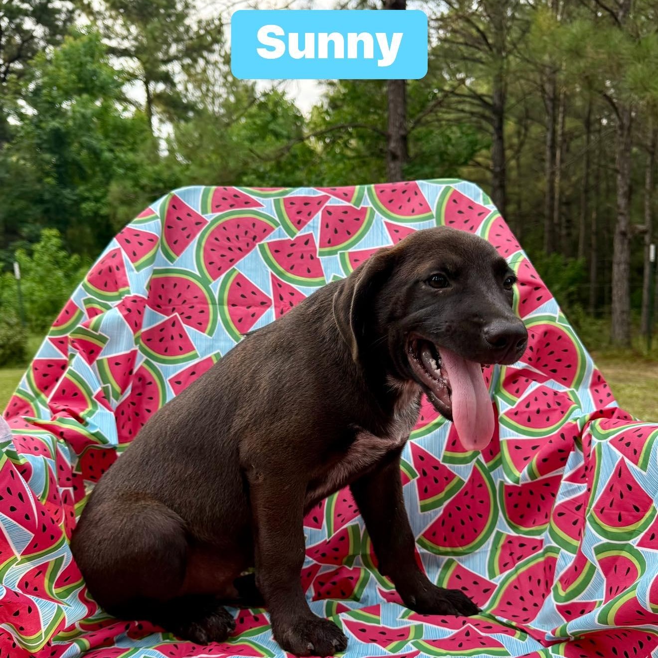 Enlarge Sunny, a Adoptable mixed breed in Winnfield, LA image 1/3