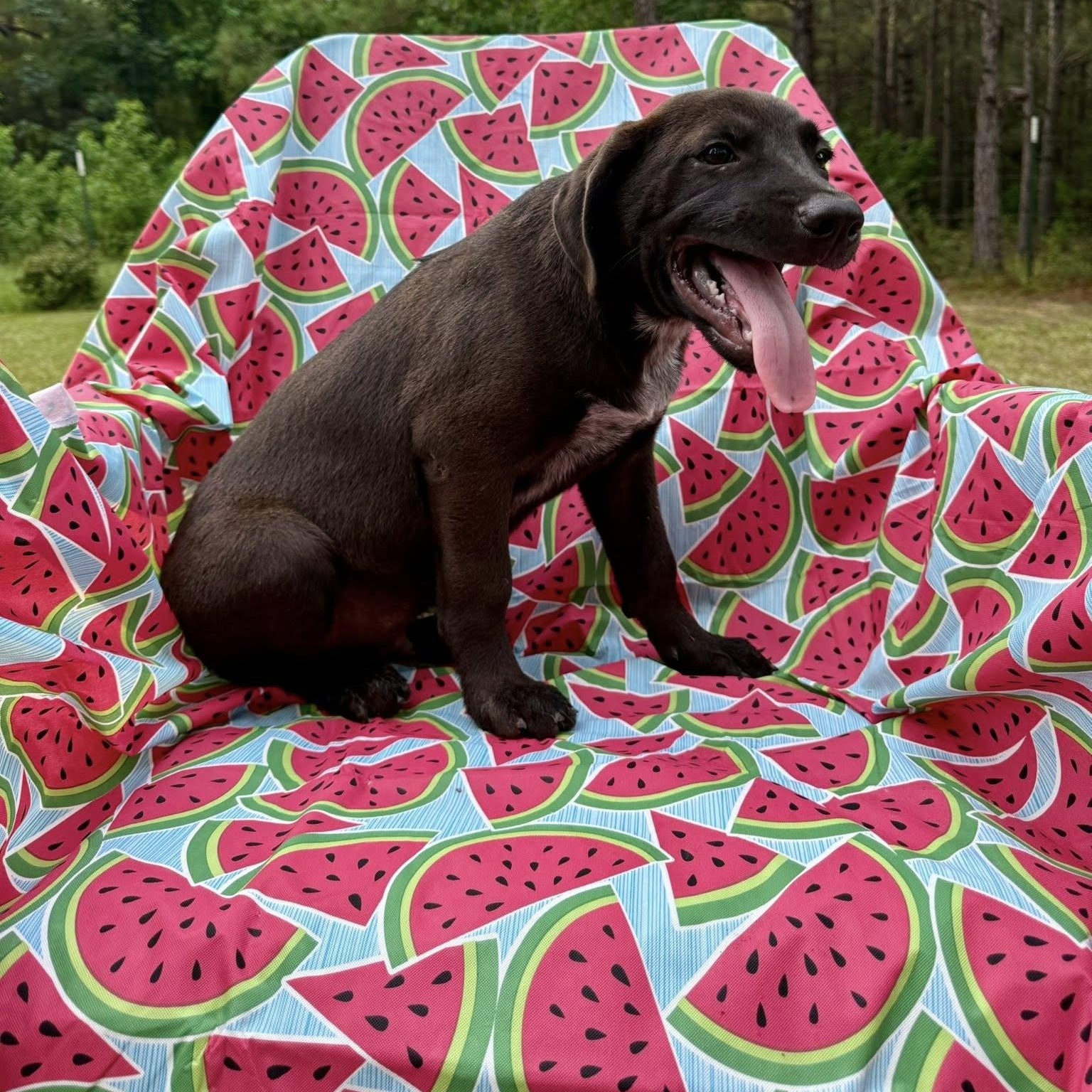 Enlarge Sunny, a Adoptable mixed breed in Winnfield, LA image 2/3