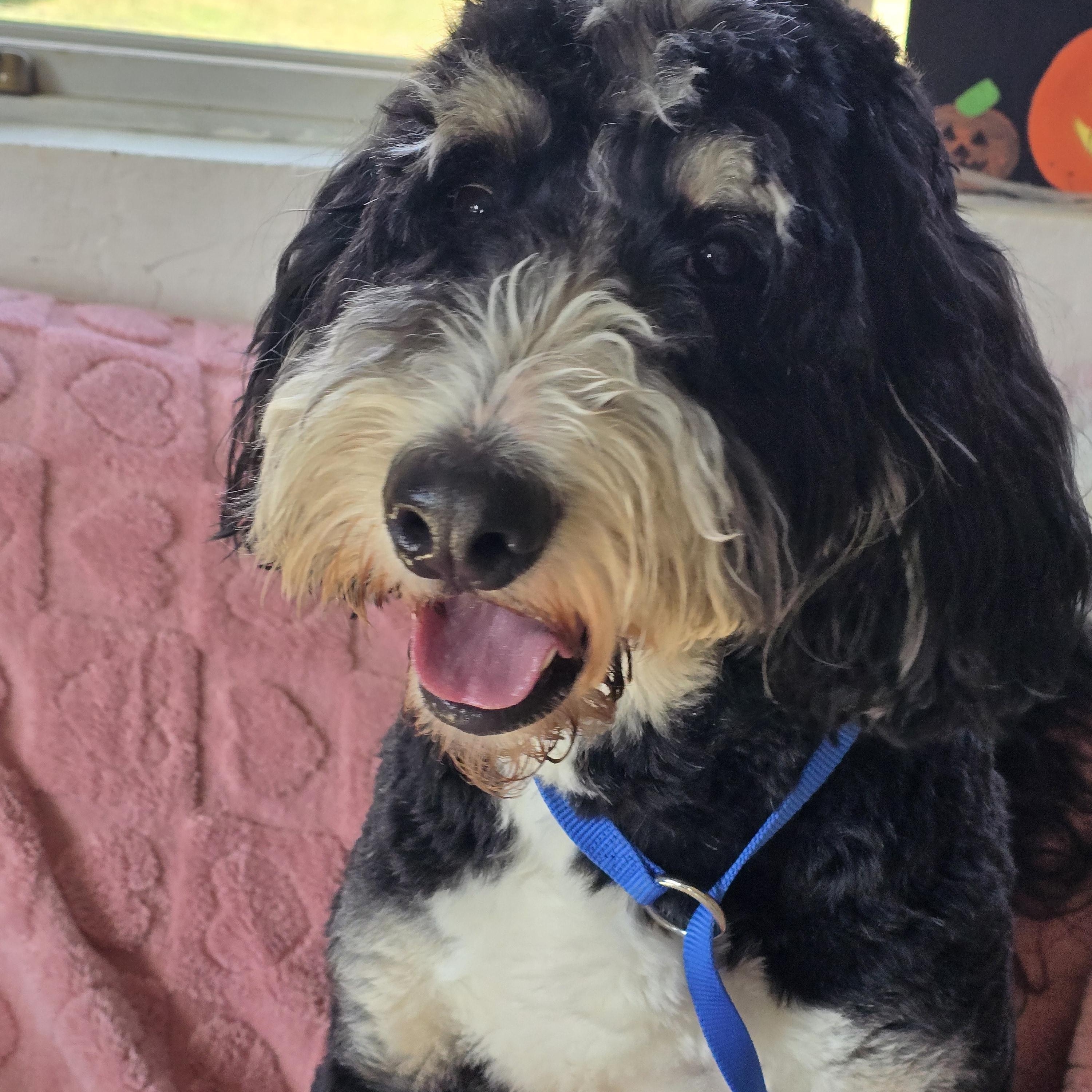 Quincy, a Adoptable Bernedoodle in Dandridge, TN image 2/2